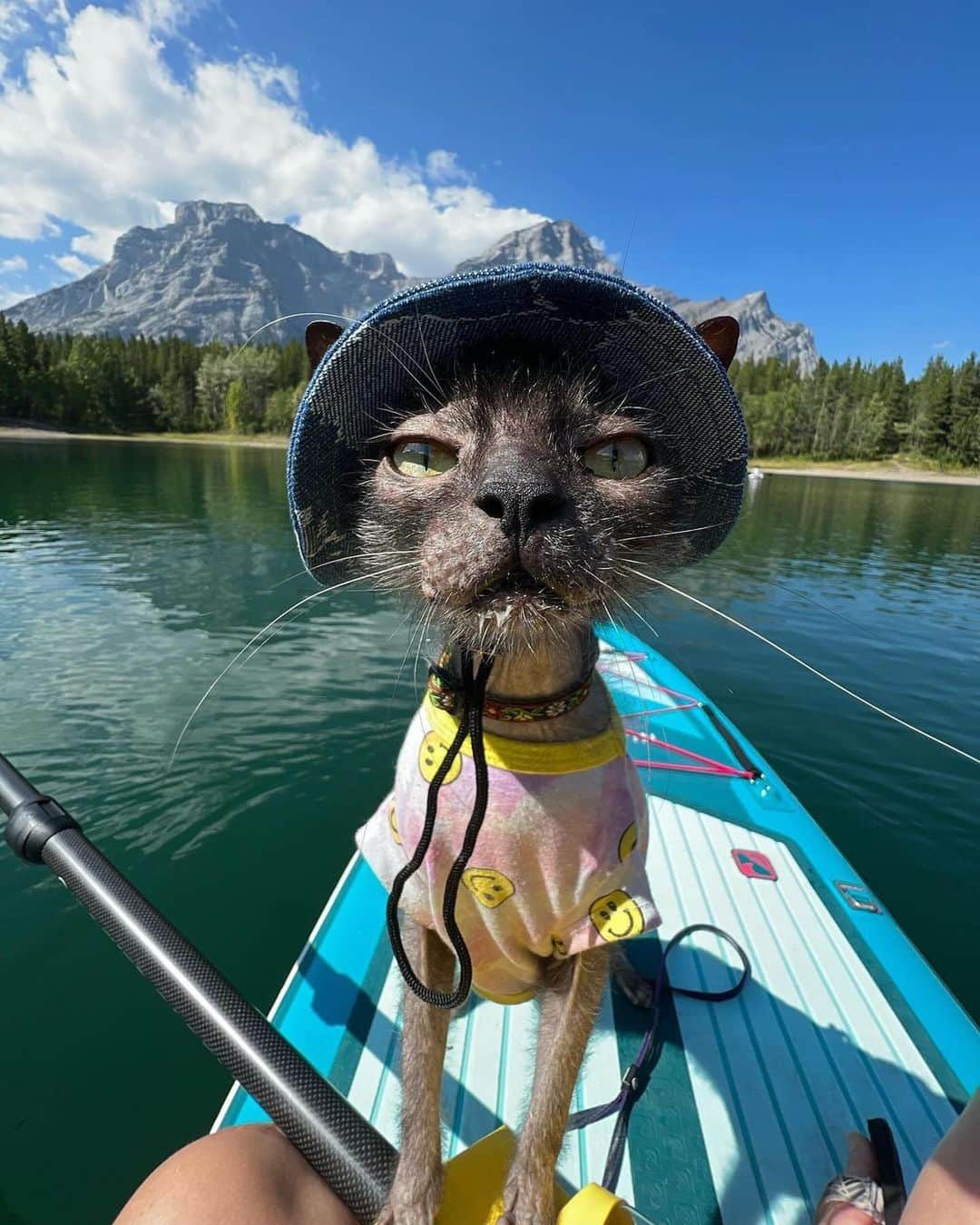 Instagramさんのインスタグラム写真 - (InstagramInstagram)「Meowdy. ⁣  ⁣ On today’s #WeeklyFluff we are hitting the road with @chupiedoesntgiveameow (Chupie the Chupacabra), a chill Lykoi cat who is going places. ⁣  ⁣ Photos by @chupiedoesntgiveameow」11月18日 2時05分 - instagram
