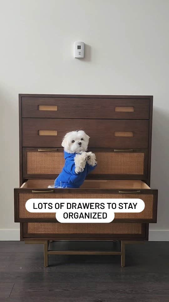 Toby LittleDudeのインスタグラム：「Loving my new dresser from @povisonhome. Check out their Black Friday sale and get 20% off everything with code THEO20 - link in bio  #homefurniture #dresser #theothemaltese #maltese」