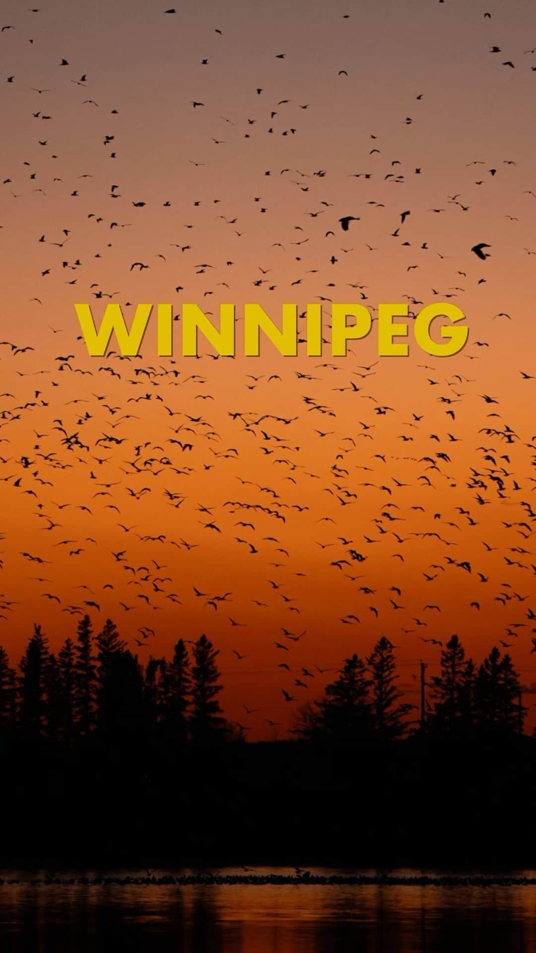 Explore Canadaのインスタグラム：「Heading to Winnipeg soon? Here’s what @peggrammer loves most about the city.  🏛️ Historical Architecture: The city has a great collection of historical architecture that has stood the test of time. Every time I walk around The Exchange District, it’s like a glimpse of Winnipeg’s rich past.  🎨 Creative Scene: Winnipeg is a haven for creativity with its flourishing arts and culture scene. Many galleries, vibrant murals, art everywhere. The city’s artists, photographers, musicians, writers, and other creatives provide a source of inspiration that continues to encourage me to explore my own creative potential.  🧍World-Class Museums: Winnipeg is home to some world class museums and I’m lucky to have the Canadian Museum for Human Rights near my workplace. Every visit here deepens my understanding of what it means to be human and the connection that binds us all.  🌇 Outdoor Spaces: The most appreciated aspects of my home are the outdoor spaces. Where I experience the beauty of prairie sunsets with the people I love the most.  🎥: @peggrammer 📍: Winnipeg, Manitoba @travelmanitoba @tourismwinnipeg     #OnlyinthePeg #Winnipeg #ExploreMB #Manitoba #ExploreCanada #ExploreCanadaCreator   Photo description:  Various clips showing birds flying across a orange sky, historic building, person walking across a street, person walking in a museum, person walking across various polar bear murals, people enjoying a museum. Text on video reads “Winnipeg. What do I love most about the place I call home? Historical architecture, creative scene, world class museums, outdoor scene.”」