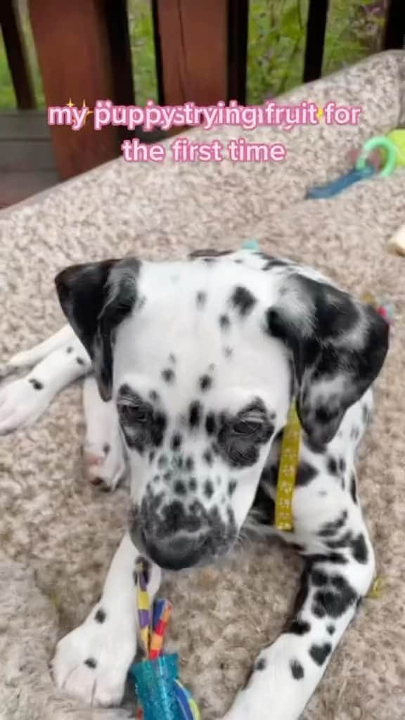 Monica Aksamitのインスタグラム：「first time reactions are priceless 😂   #dalmatian #dalmatianpuppy #dalmatynczyk #dalmata #fosterpuppy #dogmom #dogmomlife」