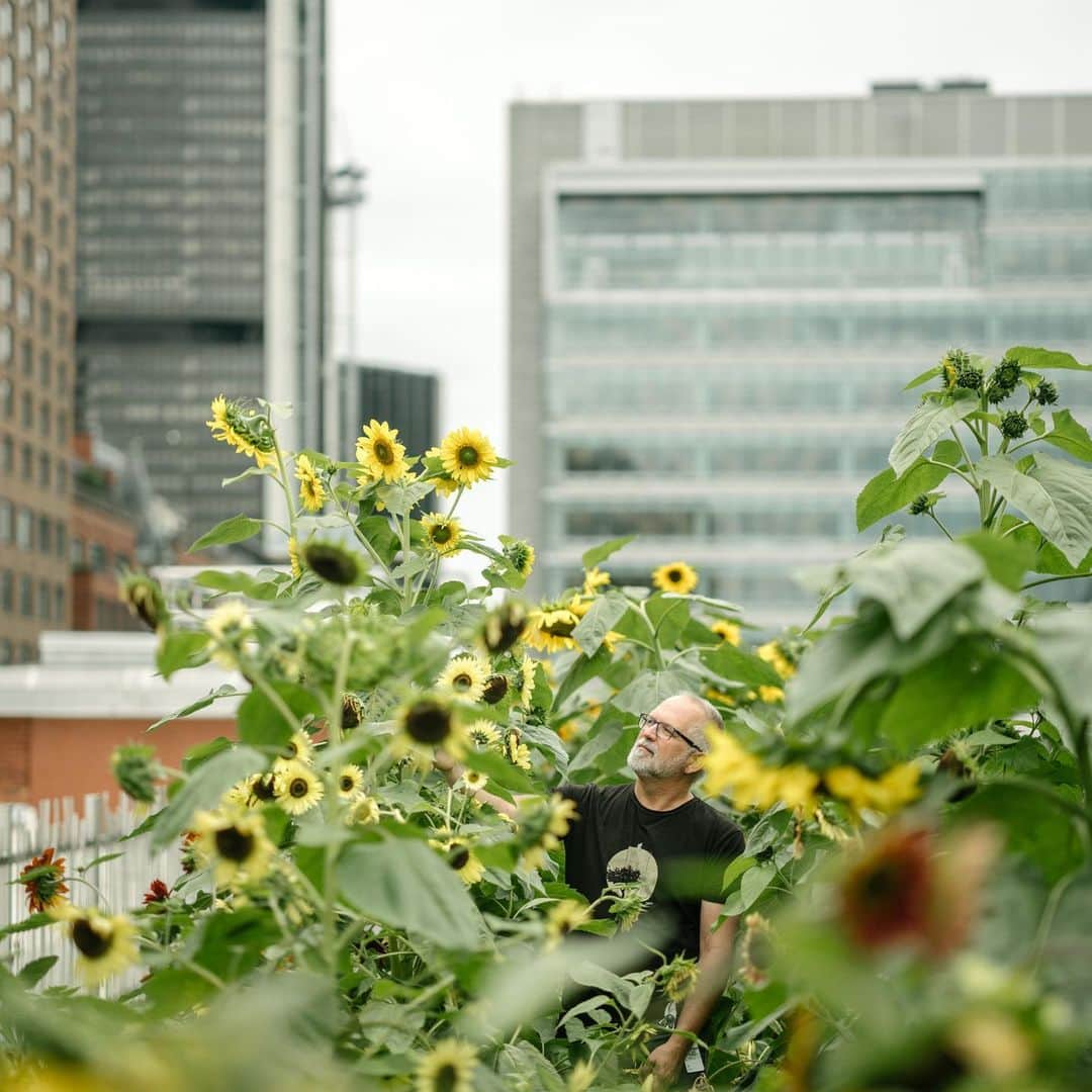 National Geographic Travelのインスタグラム：「Photo by Matthieu Paley @paleyphoto | I met with Eric Duchemin, Director of the Urban Agriculture Lab, on the roof of the Palais des Congrès in Montréal. Eric believes that greening urban spaces, like rooftops, is a great movement for creating resilient and sustainable cities in terms of feeding, even socially empowering, people. “Montréal is really the world capital of urban agriculture.” He explained, peeking out through a sunflower patch. “We have refugees joining free weekly workshops on this roof. It’s a great way for them to feel connected in a still unfamiliar place.” | Embrace Canada's rich cultures, vast landscapes, and heartwarming interactions from coast to coast @ExploreCanada.」