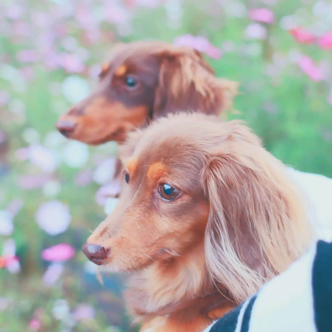 くるみんのインスタグラム：「* 10月28日 追分市民の森にて あずきちゃん、ひまりちゃんのそれぞれにフォーカス  #カニンヘンダックスフント #カニンヘンダックスフンドチョコタン #カニンヘンダックス多頭飼い #カニンヘンダックスの日常 #カニンヘン #カニンヘンダックス #カニンヘンチョコタン #カニンヘンダックスチョコタン #カニンヘンの会 #カニンヘンダックスフンド #チョコタンダックスフント #チョコタンダックスフンド #チョコタンダックス #チョコタン #ダックス多頭飼い #ダックスフントカニンヘン #ダックスフント #ダックスフンドカニンヘン #ダックスフンドチョコタン #ダックス部 #ダックスフンド #ダックス #ダックスの日常 #ダックス短足部 #追分市民の森 #コスモス #dachshund #dachs #dogstagram #dog」