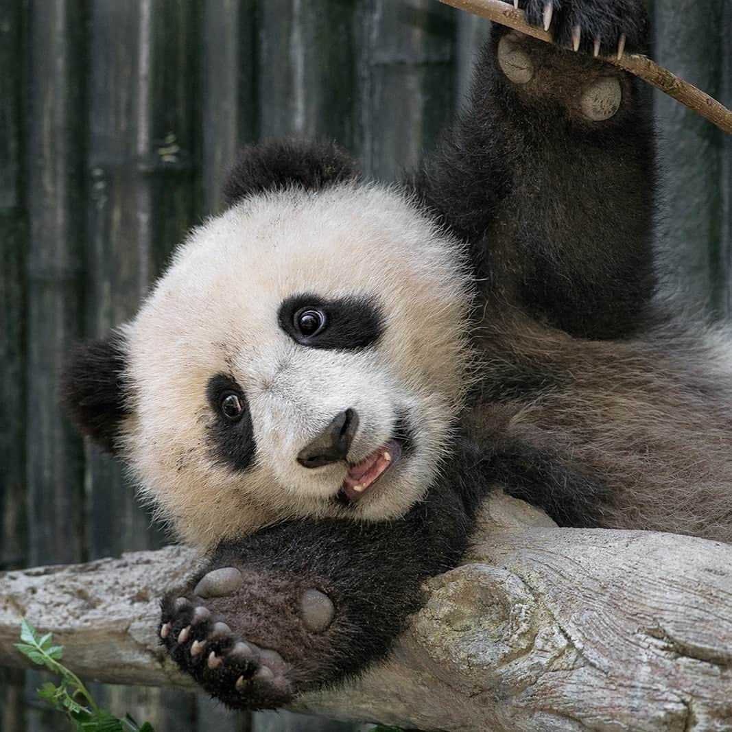 San Diego Zooのインスタグラム：「🐼  📸: Xiao Liwu circa 2013  #GiantPanda #Cub #PandaPandaPanda #SanDiegoZoo」