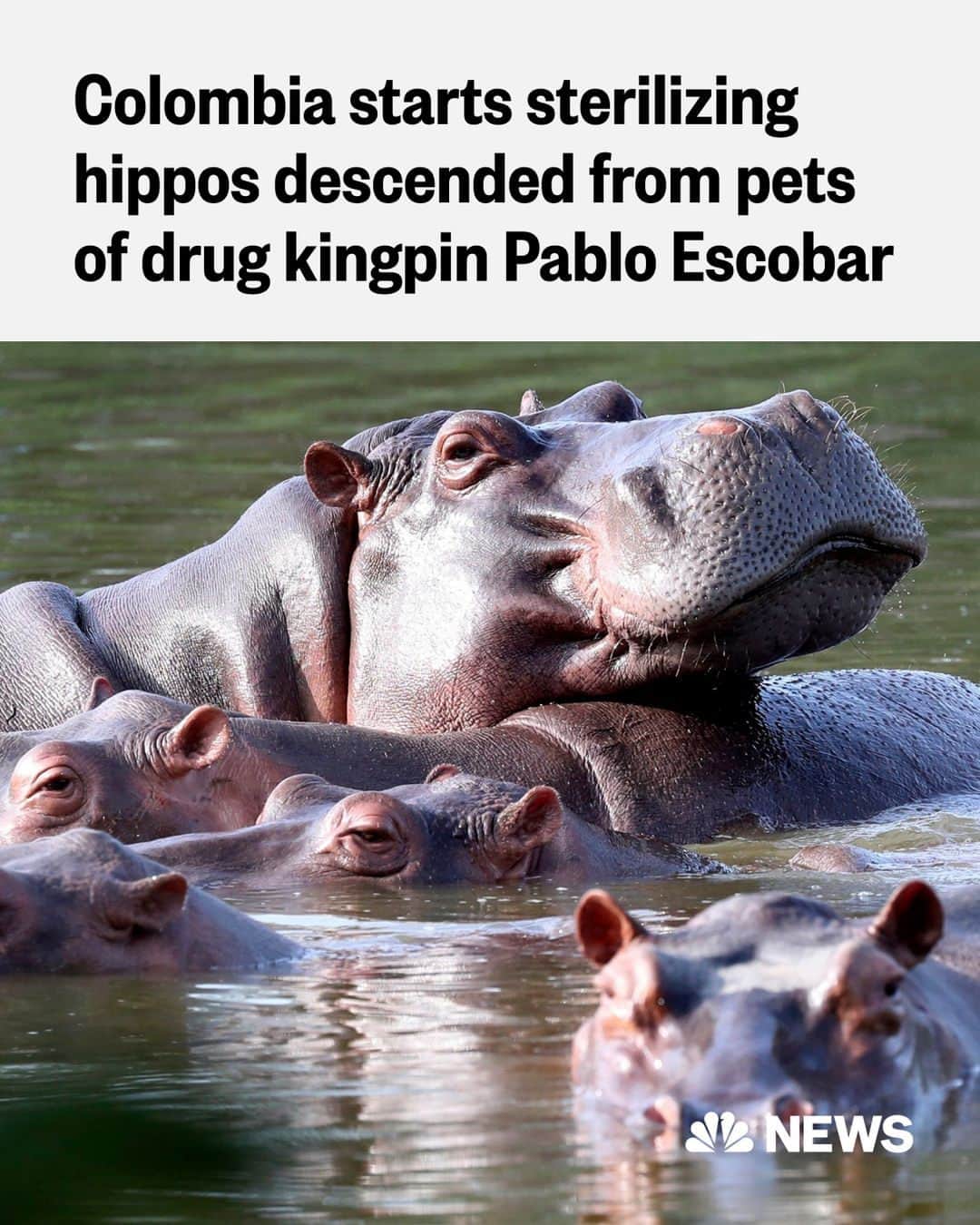 NBC Newsのインスタグラム：「Colombia has begun the sterilization of hippopotamuses, descendants of animals illegally brought to the country by late drug kingpin Pablo Escobar in the 1980s.  Two male hippos and one female underwent surgical sterilization, environmental authorities said. It is part of a larger government effort to control the population of an estimated 169 hippos that roam around unsupervised in some rivers, and that number could grow to 1,000 by 2035 if no measures are taken.  The hippos, which spread from Escobar’s estate into nearby rivers where they flourished, have no natural predators in Colombia and have been declared an invasive species that could upset the ecosystem.  Read more at the link in bio.  📷️ Fernando Vergara / AP file」