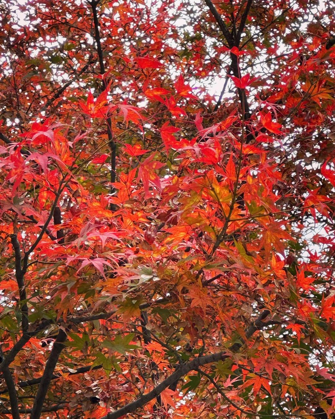 風間ゆみえのインスタグラム：「谷川岳のロープウェイに乗ったら虹。  10月28日の父の命日に一周忌法要を終えて、おけいセンセと父を連れてぶらり旅。にぎやかなことが好きだった父のいたずらのような虹。」