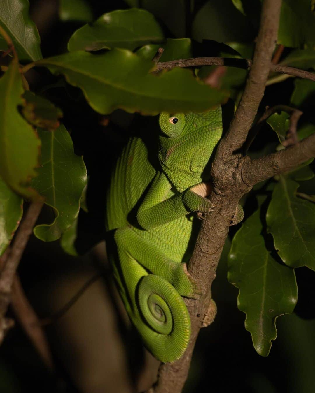 Keith Ladzinskiさんのインスタグラム写真 - (Keith LadzinskiInstagram)「A few nocturnal treasures from Sabi Sabi: 1. Green Chameleon  2. Lioness  3. Lilac Breasted Roller 4-5. Lions   @sabisabireserve @canonusa @tjtriage @brittmumma」11月18日 3時32分 - ladzinski