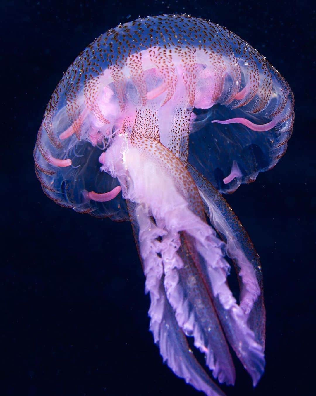 Discover Earthさんのインスタグラム写真 - (Discover EarthInstagram)「Stunning shot capturing the ethereal beauty of jellyfish in the Mediterranean, all credit to @toni_ber for these breathtaking pictures 📷  📍 Badalona, Spain  🇪🇸 #DiscoverSpain with @toni_ber」11月18日 3時50分 - discoverearth