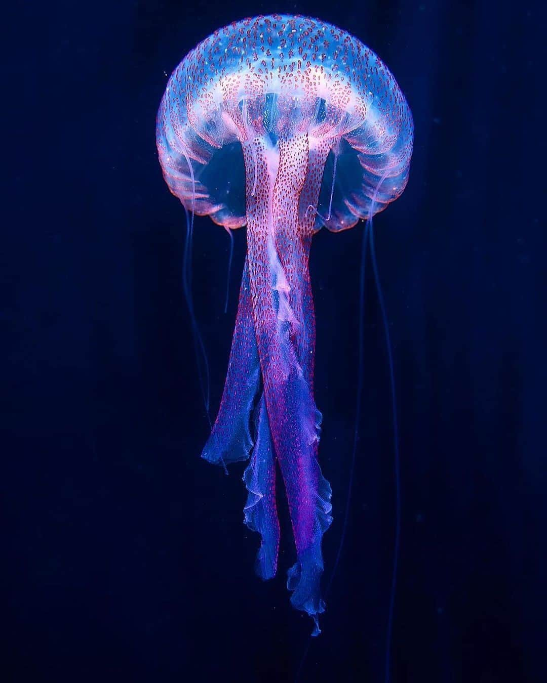 Discover Earthのインスタグラム：「Stunning shot capturing the ethereal beauty of jellyfish in the Mediterranean, all credit to @toni_ber for these breathtaking pictures 📷  📍 Badalona, Spain  🇪🇸 #DiscoverSpain with @toni_ber」