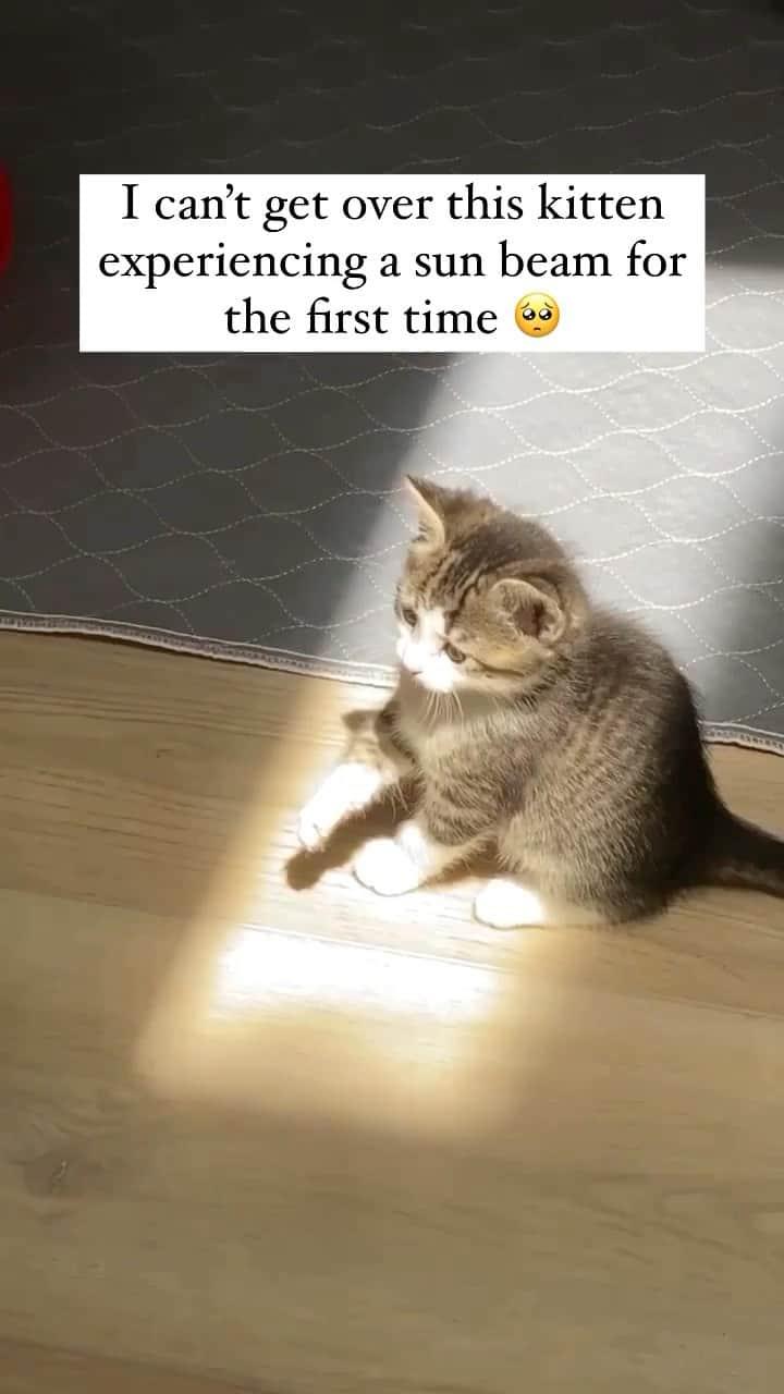 Baby Animalsのインスタグラム