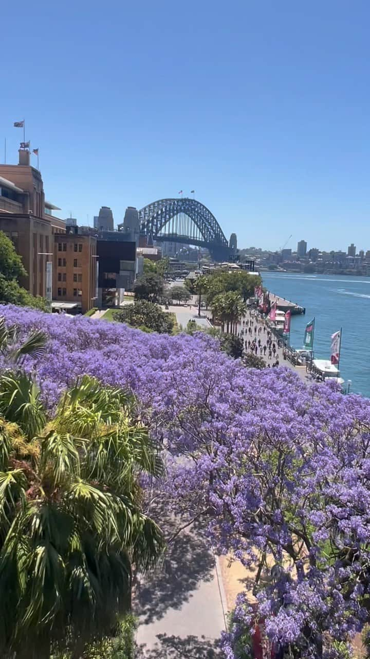 Australiaのインスタグラム：「@sydney has entered its purple era, and we just can’t get enough 😍💜 #Jacaranda season is in full swing in @visitnsw and the streets of Warrane (#Sydney) are decorated with lavender-hued blooms. Spot the pops of purple from above with a thrilling Sky Walk atop @sydneytowereye, or sip cocktails on the @theglenmore’s #RooftopBar in #TheRocks, where the cobblestone laneways are brimming with these beautiful trees 🌳   🎥/📍: @sydney & @visitnsw   #SeeAustralia #ComeAndSayGday #VisitNSW #FeelNewSydney #JacarandaSeason  ID: A series of clips featuring vibrant Jacaranda trees in full bloom, adorning the bustling streets of Sydney.」