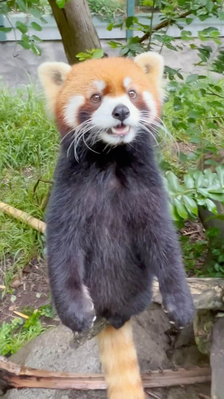 San Diego Zooのインスタグラム：「An apple a day won’t keep Lucas away 🍎  #RedPanda #Apple #Snack #SanDiegoZoo」