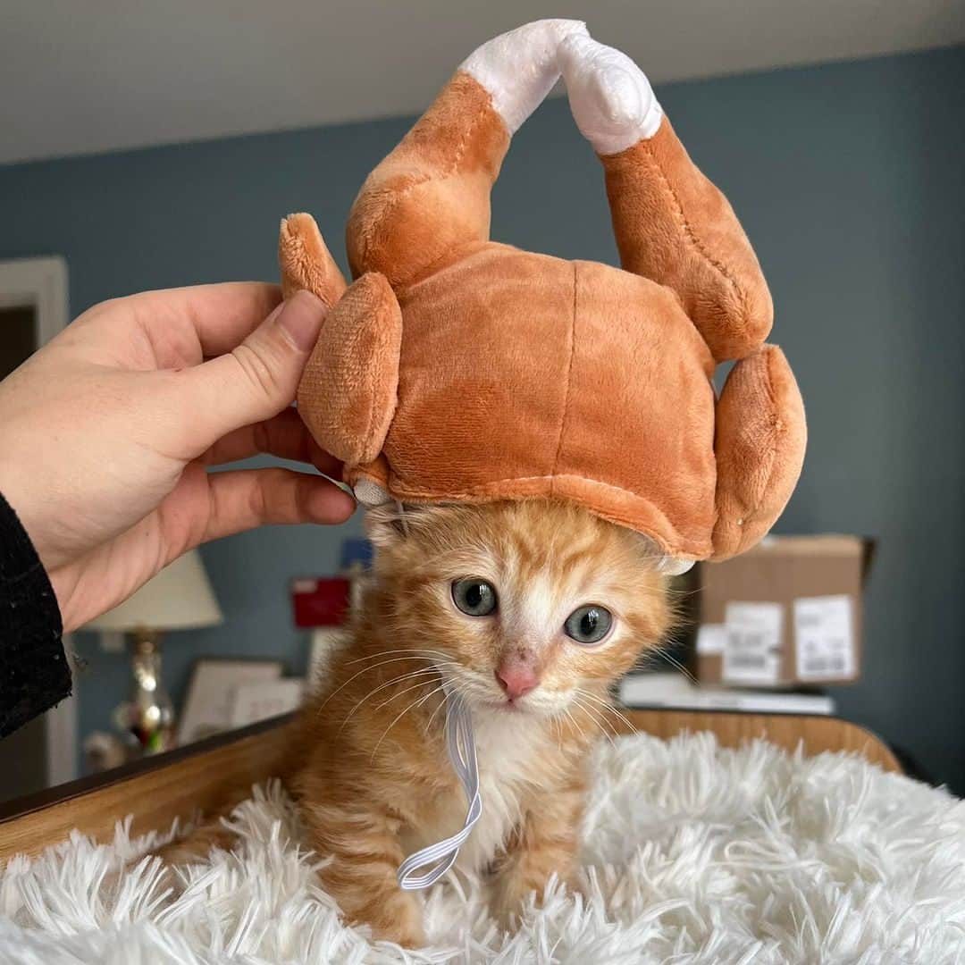 Fresh Stepのインスタグラム：「My turkey to tummy ratio be like… 🍗  Photo courtesy of @spicylilcats  #catmemes #cutecats #catinahat #freshstep #freshsteplitter」
