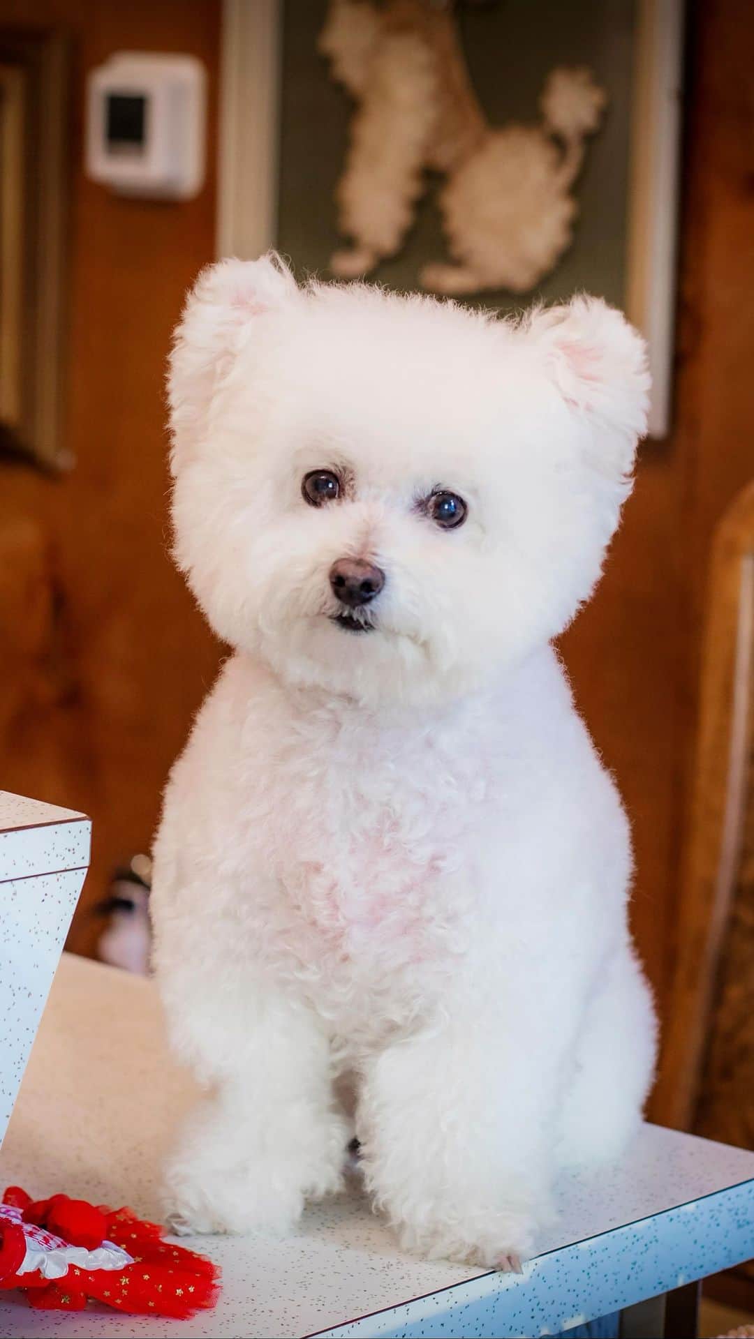 JessRonaGroomingのインスタグラム：「@thewildest’s Best in Show 2023 is heeeere. This is so fun.  Their editors curated a list of all the best pet products of the year from grooming tools to training, toys, and more.  I’m partnering with them to share some of my favorite grooming products. Click the link in my bio to check out the full list 💫  #thewildestpartner #bestinshow」