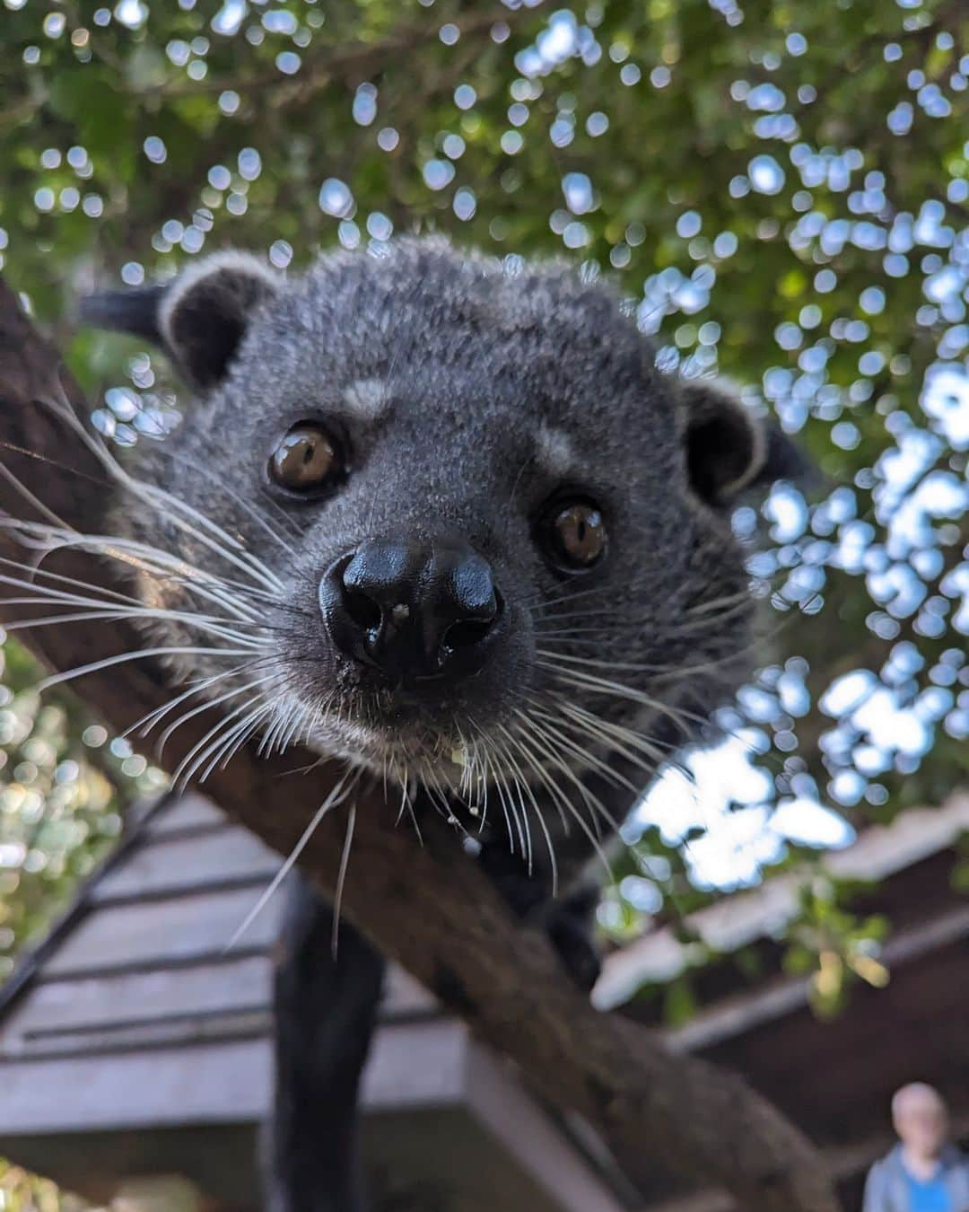 タロンガ動物園さんのインスタグラム写真 - (タロンガ動物園Instagram)「Some of the most boopable small carnivore snoots 🫠  We certainly don't have favourites but would love to know yours in the comments below 👇  📷 Keepers Georgia, Ellen and Rachel」11月18日 6時00分 - tarongazoo