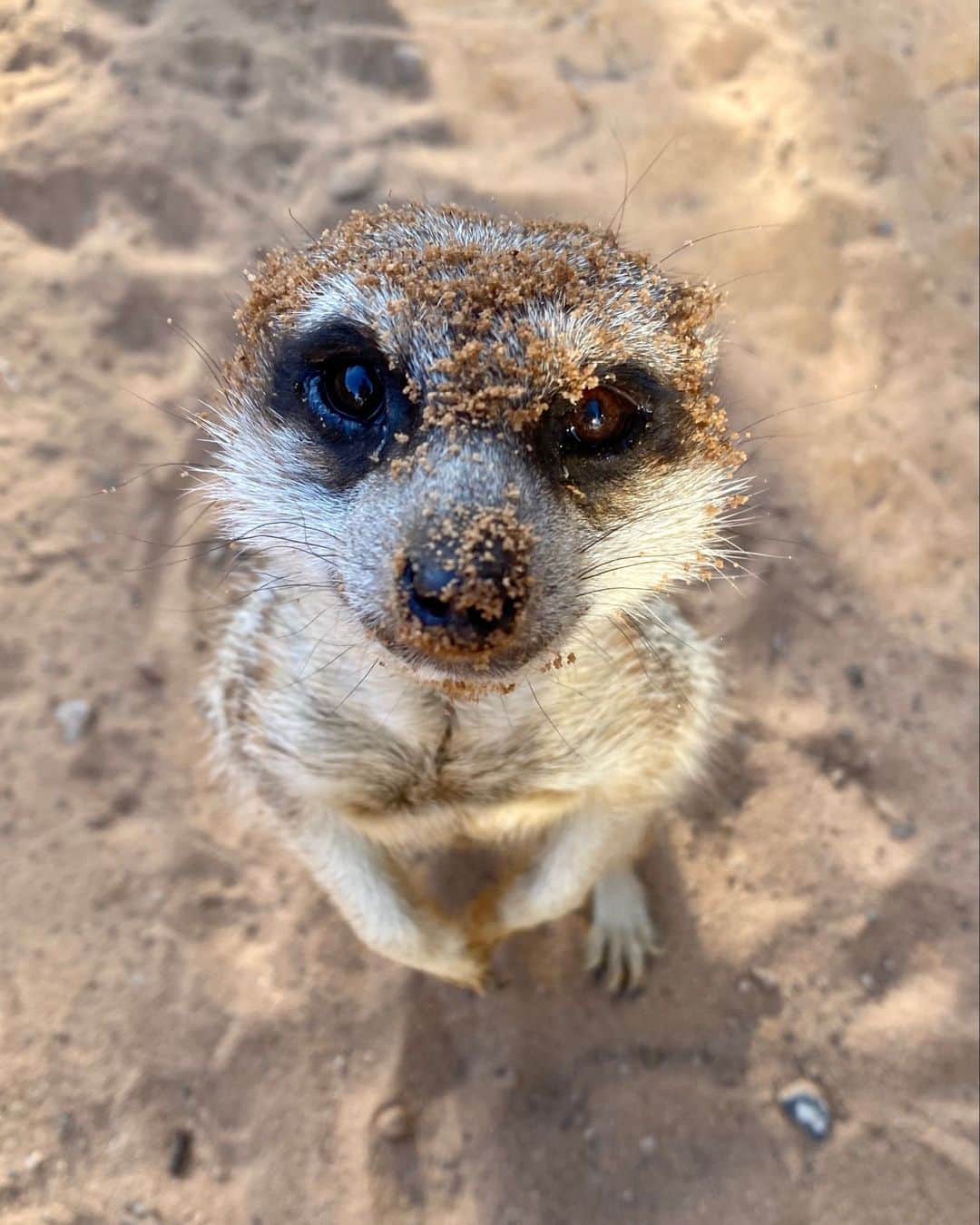 のインスタグラム：「Some of the most boopable small carnivore snoots 🫠  We certainly don't have favourites but would love to know yours in the comments below 👇  📷 Keepers Georgia, Ellen and Rachel」