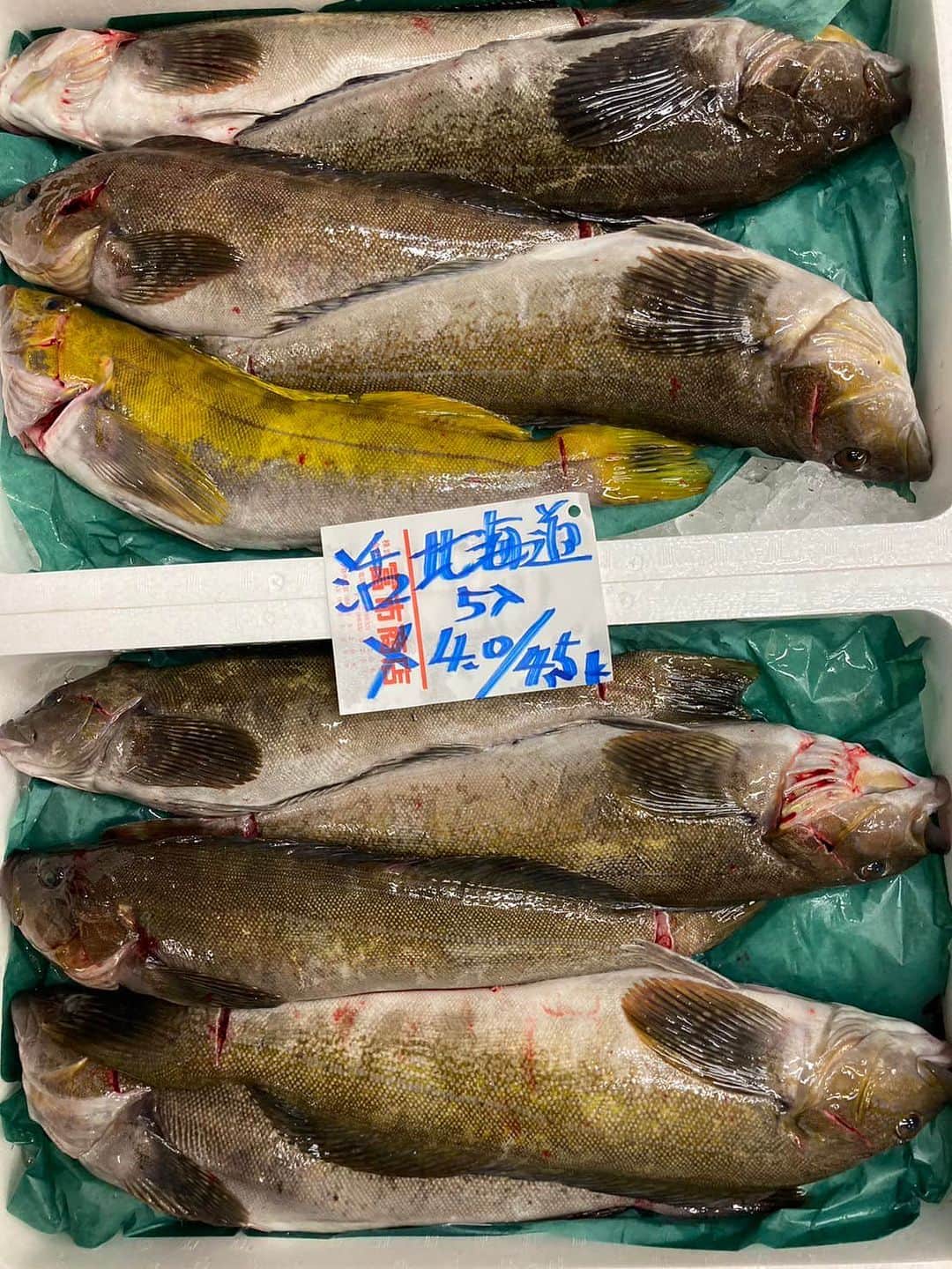 森田釣竿のインスタグラム：「浦安泉銀 本日の魚食え！コノヤロー！！！」