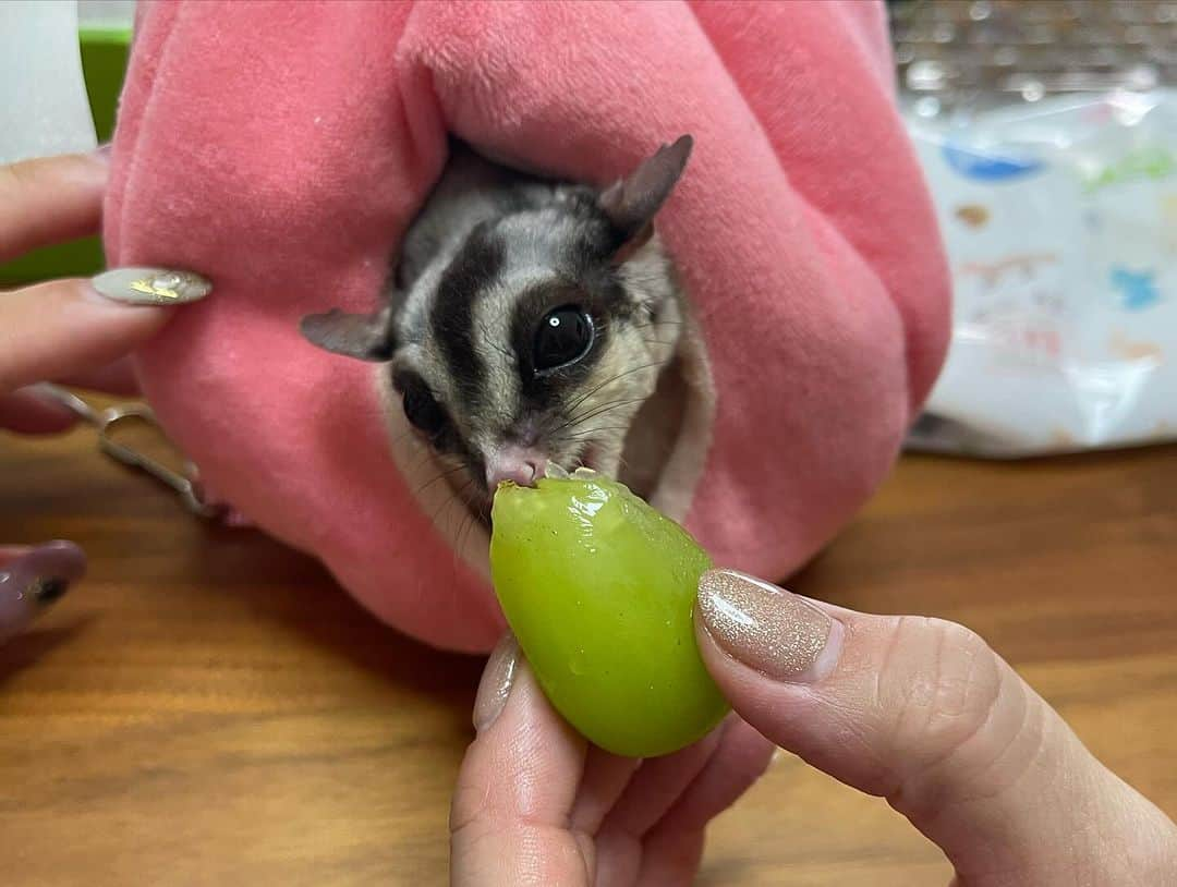 加島ちかえさんのインスタグラム写真 - (加島ちかえInstagram)「ガーデニング女子会👩‍🌾👩‍🌾👩‍🌾  先月のお話になりますが😳w 腰元仲間でお馴染みの 麻美ゆまちゃん、高嶋香帆ちゃんと 我が家🏠new houseで念願の ガーデニングデビューしました🌱✨  ちなみに去年のちょーどこの時期は 高尾山に登って⛰️日帰り温泉に 浸かってたっけな〜♨️🤣  3人とも慣れない土いぢりで 腕やら腰やらをすぐにやられてましたが 無事に良い感じの畑になりましたw✨✨  動画もいっぱい撮ったのだけど YouTube編集＆アップ挫折中ww  #ガーデニング初心者 #バルコニーのある暮らし  #自然が好き  #女子会  #ビギナーだったので苗からの挑戦 #普段は虫怖いのに土いじってるときだけ皆なぜか虫が平気になってワロタ #3枚目作業と休憩が半々くらいのマイペースな私たち #4枚目みんなにチヤホヤされるウチの子 #5枚目出来たてホヤホヤガーデン #6枚目かほちゃんといっぬたち #7枚目実は1番わくわくして早起きしたオトメン夫城咲仁氏の朝一の背中 #myhousebeautiful #gardening #friendsforever #herbgarden #myhobby #sugerglider」11月18日 17時38分 - chikaekashima