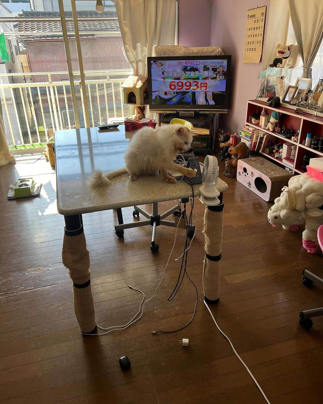 Kachimo Yoshimatsuさんのインスタグラム写真 - (Kachimo YoshimatsuInstagram)「おかきは、テーブルにのぼって、 次から次にものを落としはじめる。  なんかくれなきゃ、これも落としちゃおうっかな？  と、おどして来ます。  すきを見て、強制退去させますが。  おどしには、負けないぞ！  #うちの猫ら #猫 #okaki #ねこ #ニャンスタグラム #にゃんすたぐらむ #ねこのきもち #cat #ネコ #catstagram #ネコ部 http://kachimo.exblog.jp」11月18日 16時30分 - kachimo
