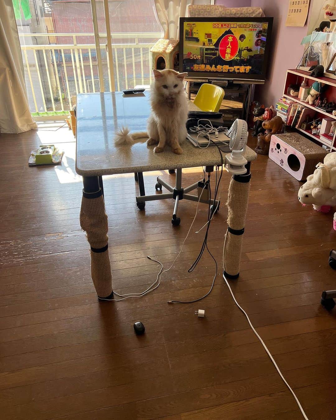 Kachimo Yoshimatsuさんのインスタグラム写真 - (Kachimo YoshimatsuInstagram)「おかきは、テーブルにのぼって、 次から次にものを落としはじめる。  なんかくれなきゃ、これも落としちゃおうっかな？  と、おどして来ます。  すきを見て、強制退去させますが。  おどしには、負けないぞ！  #うちの猫ら #猫 #okaki #ねこ #ニャンスタグラム #にゃんすたぐらむ #ねこのきもち #cat #ネコ #catstagram #ネコ部 http://kachimo.exblog.jp」11月18日 16時30分 - kachimo