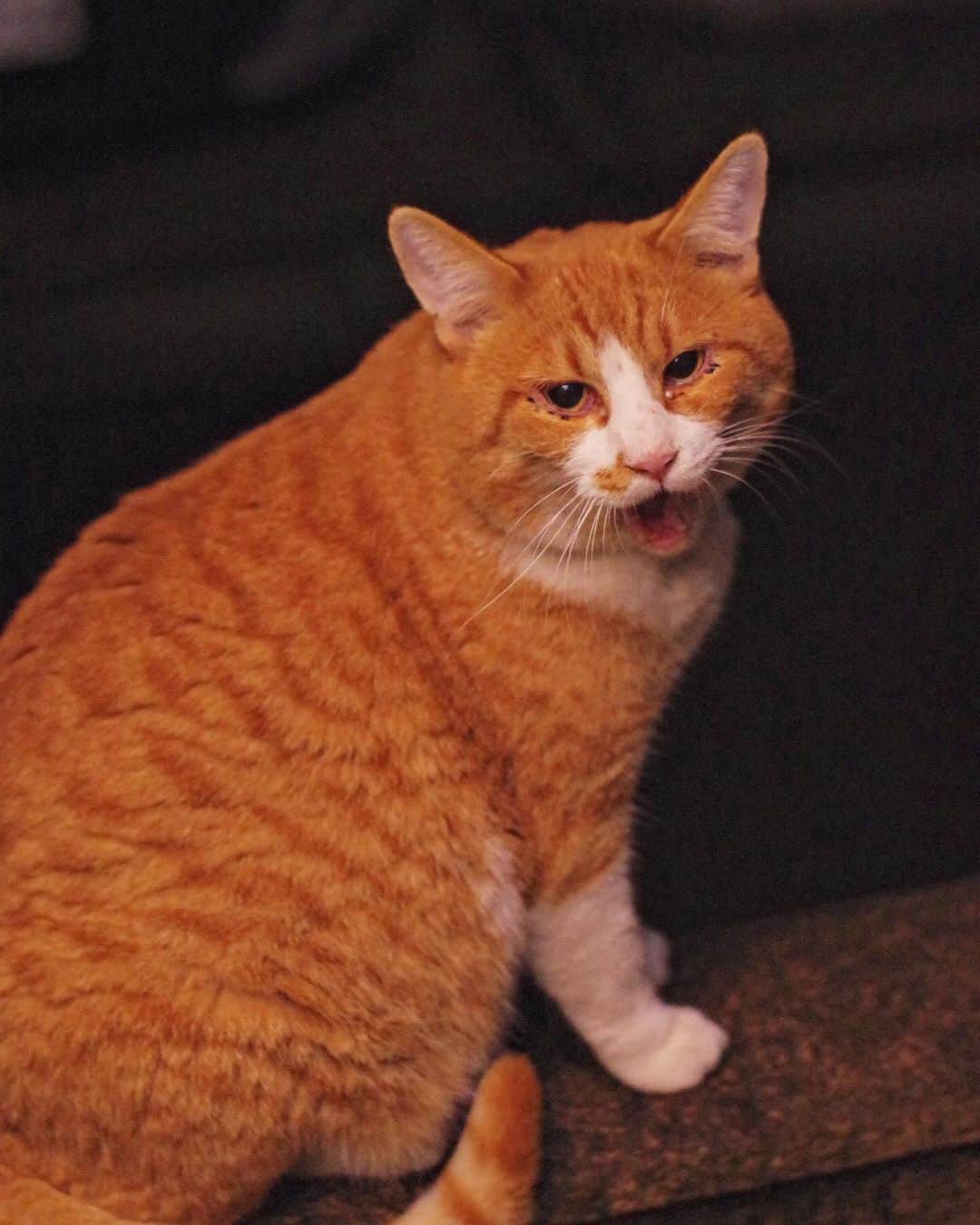 Kachimo Yoshimatsuさんのインスタグラム写真 - (Kachimo YoshimatsuInstagram)「ちゅーる、美味しかったね。  #うちの猫ら #猫 #chameshi #ねこ #ニャンスタグラム #にゃんすたぐらむ #ねこのきもち #cat #ネコ #catstagram #ネコ部 http://kachimo.exblog.jp」11月18日 16時35分 - kachimo