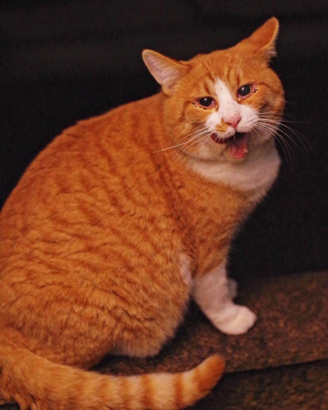 Kachimo Yoshimatsuのインスタグラム：「ちゅーる、美味しかったね。  #うちの猫ら #猫 #chameshi #ねこ #ニャンスタグラム #にゃんすたぐらむ #ねこのきもち #cat #ネコ #catstagram #ネコ部 http://kachimo.exblog.jp」