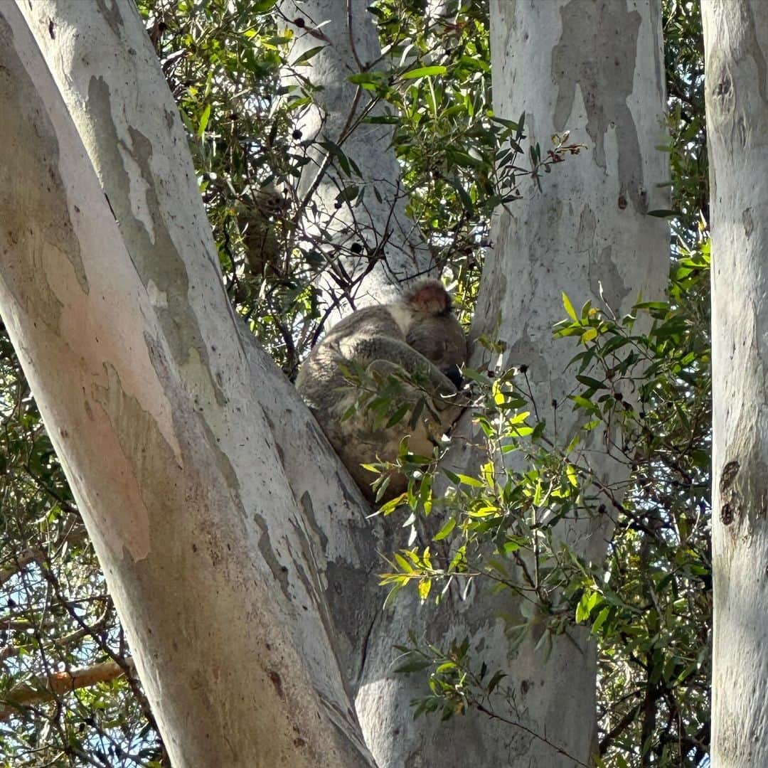泉玲菜のインスタグラム：「. . I encountered a koala in the wild🐨🇦🇺✨ 絶滅危惧種のコアラを見れて嬉しい☺︎ とっても可愛かったなっ また見れますように..🐨♡ . . #endangeredspecies #koara #クーンババ国際公園」