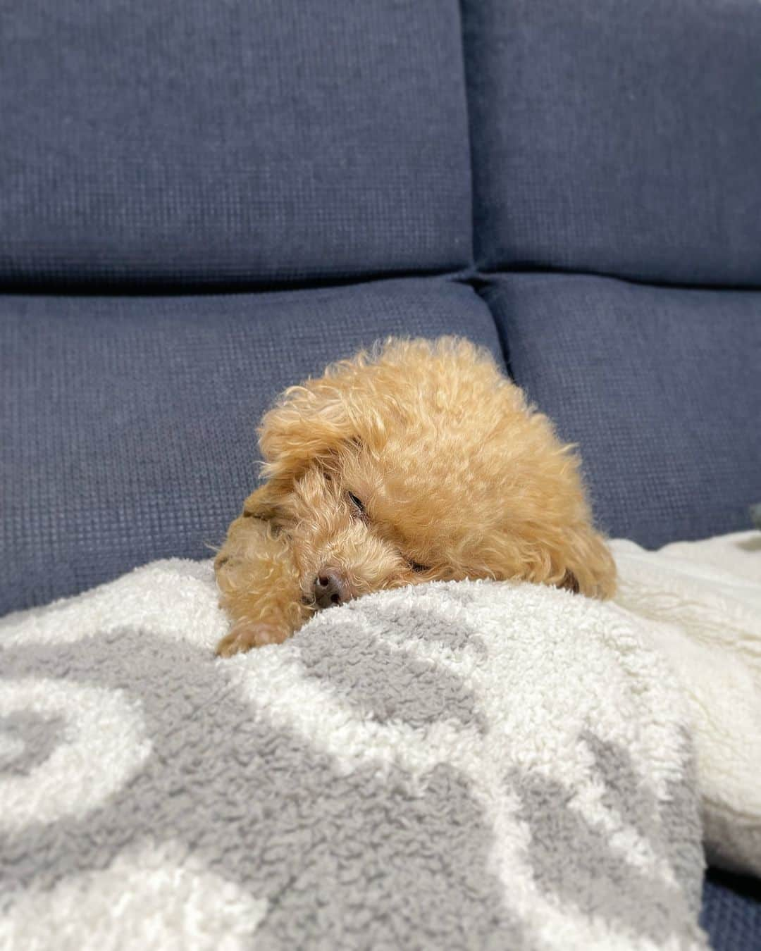 ふわのインスタグラム：「ふわ散歩後の夕寝。 毎日かわいいが止まらない親バカです。  #toypoodle#toypoodlegram#dogsofinstagram#instadog#doglover#doglife#cutedog#sleepydog#dog#fuwamama#ふわ#ふわもこのふわ#トイプードル#ふわもこ部#犬バカ部#親バカ部#犬のいる暮らし#いぬすたぐらむ#最強寝顔」