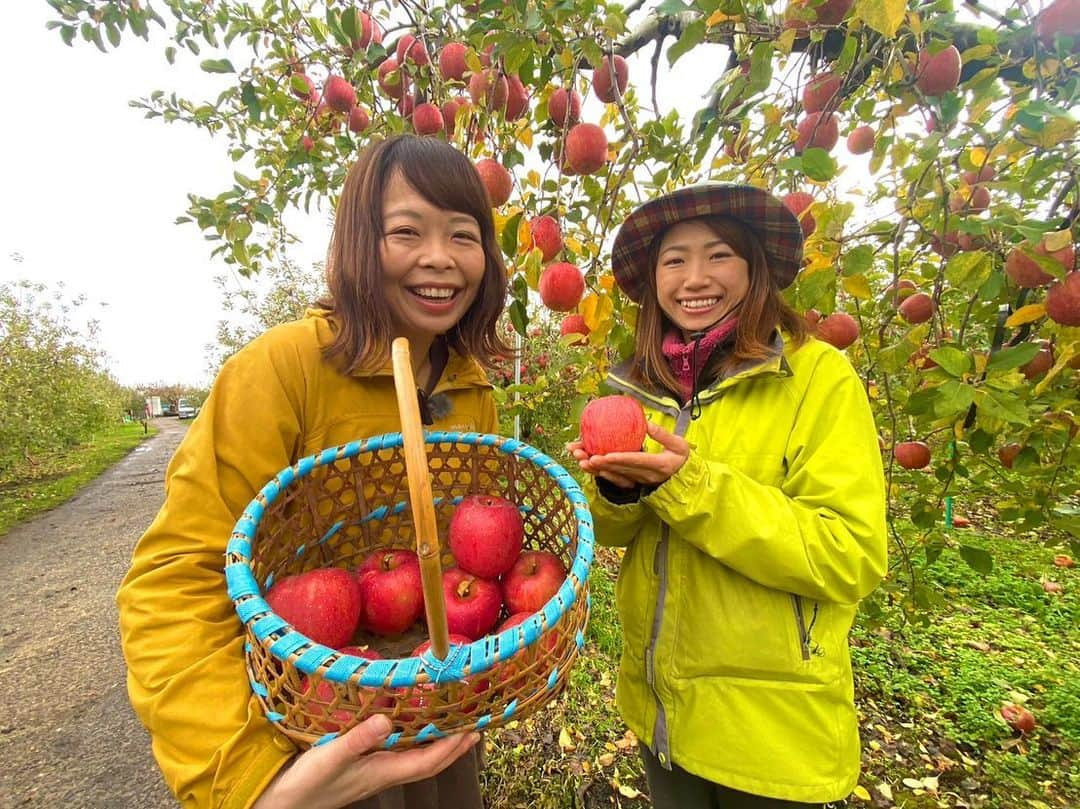 高坂友衣のインスタグラム：「. 今日のハッピィ中継は 相馬克彦りんご園から🍎  今が旬！ 収穫真っ只中の 青森りんご！！  もぎたてりんご、 ほんと、うんまい！！！ 瑞々しさも甘みも酸味も香りも最高！！  聞いたことも食べたことのない品種・アンビシャス。 食感は梨に近いのかな？ さくっとした食感にジューシーな果汁。これも美味しい🍏  メイポール×華宝のジュースも 酸味が効いていてすっきり美味しい🍎  青森のりんごは世界一☝️ 澄佳さん、ありがとうございました！！ #剪定鋏でりんご剥く #りんご農家あるある ？」