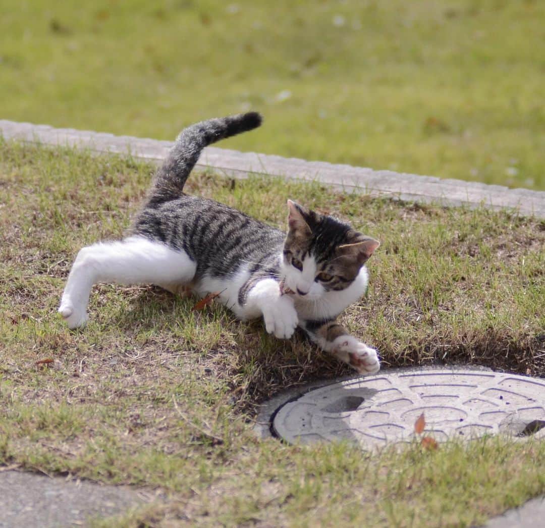 やふさんのインスタグラム写真 - (やふInstagram)「け、け、京太！？！？同じことしてる…！！ . #cat #neko #catlovers #catsofinstagram #catstagram #instacat #猫 #ねこ #ネコ #保護猫」11月18日 17時20分 - kyafy