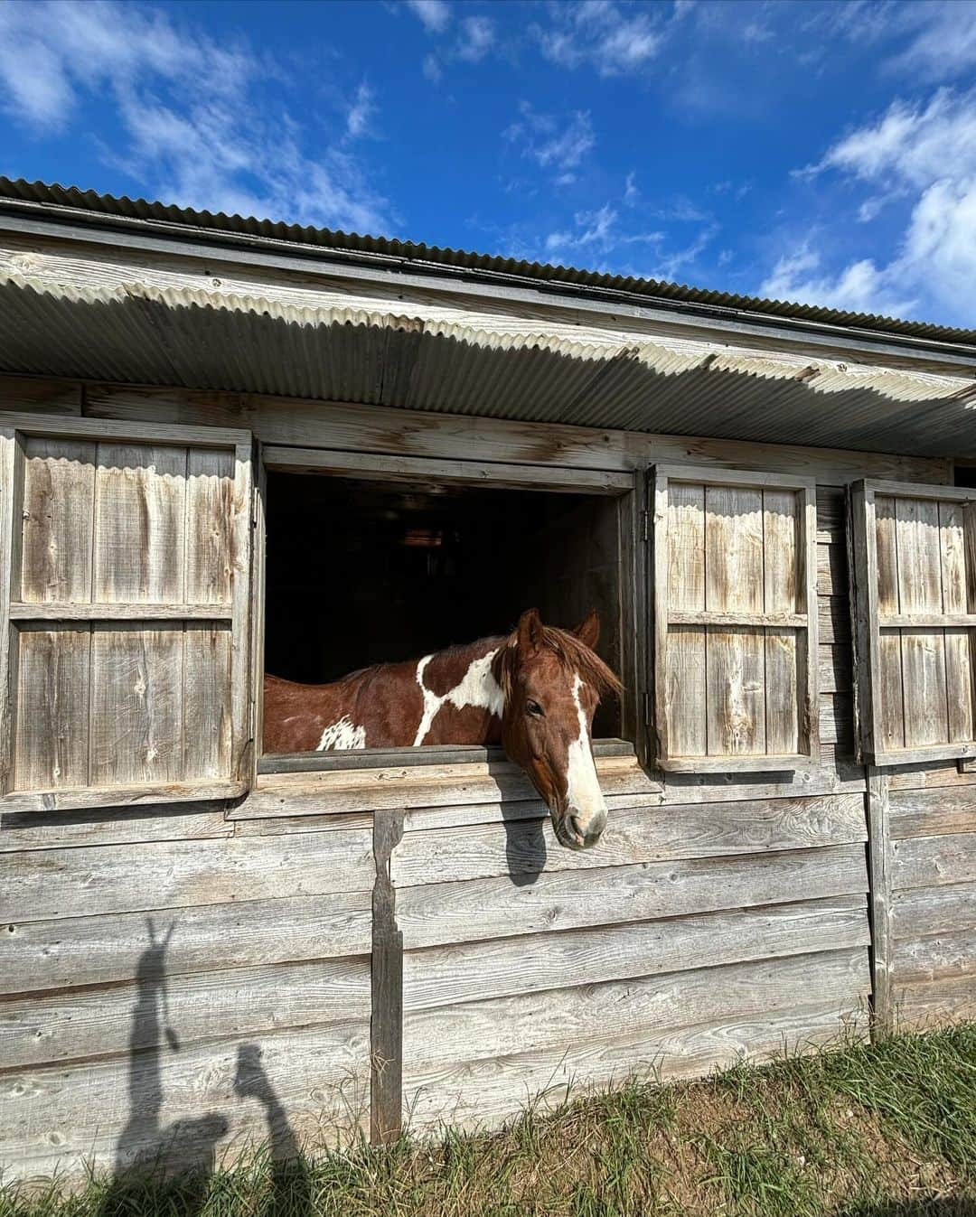 森星さんのインスタグラム写真 - (森星Instagram)「------- @airbnb との開放的な旅を通して、改めて日本各地の風土の恵みに触れる機会を頂きました🦋 千葉県いすみ市の川沿いのヴィラでは、鳥の鳴き声と水の流れる音に耳を傾けて、朝起きると時雨で湿った草木が青々して、虹が出ていました。海沿いでの乗馬、ひんやり冷たくなった潮風を浴びながら心身ともに調和。  So excited to explore Japan and its unique spiritual and natural features with @airbnb 🦋 Thank you for the stay and this wonderful journey! -------」11月18日 8時43分 - hikari