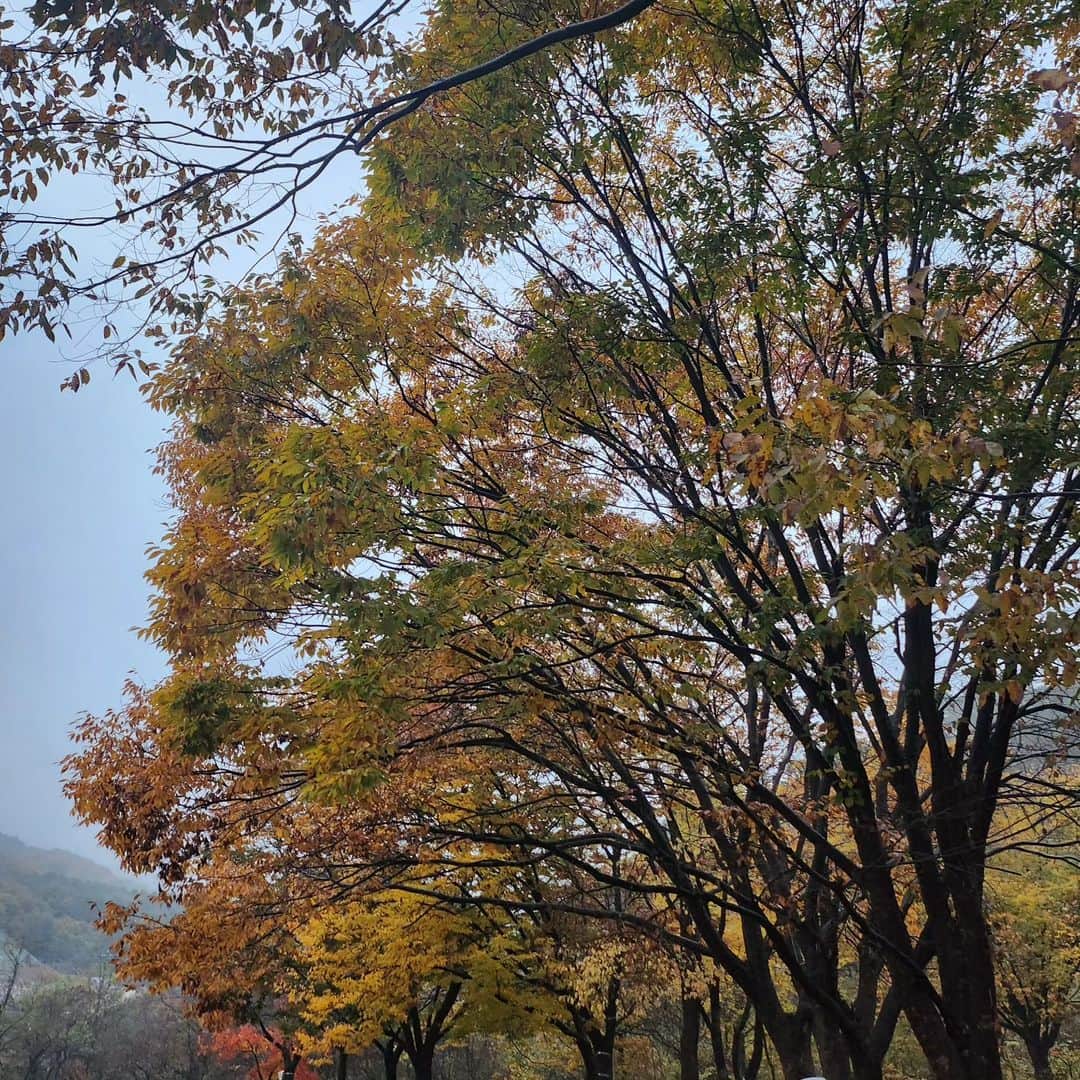 ユファン さんのインスタグラム写真 - (ユファン Instagram)「따듯했던 가을이여 🍂 감기조심하세요 😷」11月18日 9時15分 - onlyuhwan
