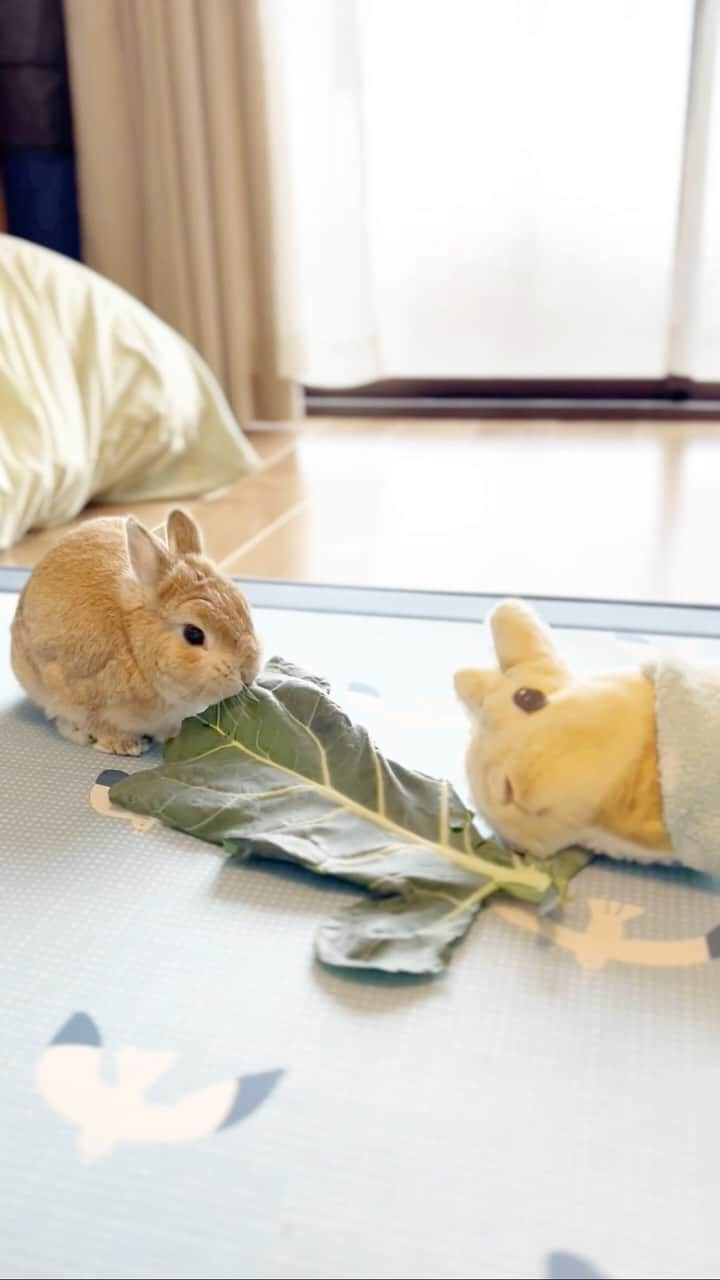 モキュのインスタグラム：「わーい！また美味しい ブロッコリーの葉🥦  前は、おっさんと 取りあって食べたけど 今は独り占めできちゃうもんね！  イェーイ！  でも、おっさんも 一緒に食べたいな…  いや、もしかしたら 一緒に食べてるかも！  by.ぺるぽ  今年も美味しいブロッコリーの葉を いただきました🥦  モキュ様が食べてくれるならと 送ってくれたブロッコリーの葉  モキュはいなくなったのに また送ってくれて、本当にありがとう！  ぺるぽが大喜びで 食べてます♡  アッー！朝から涙出たw」