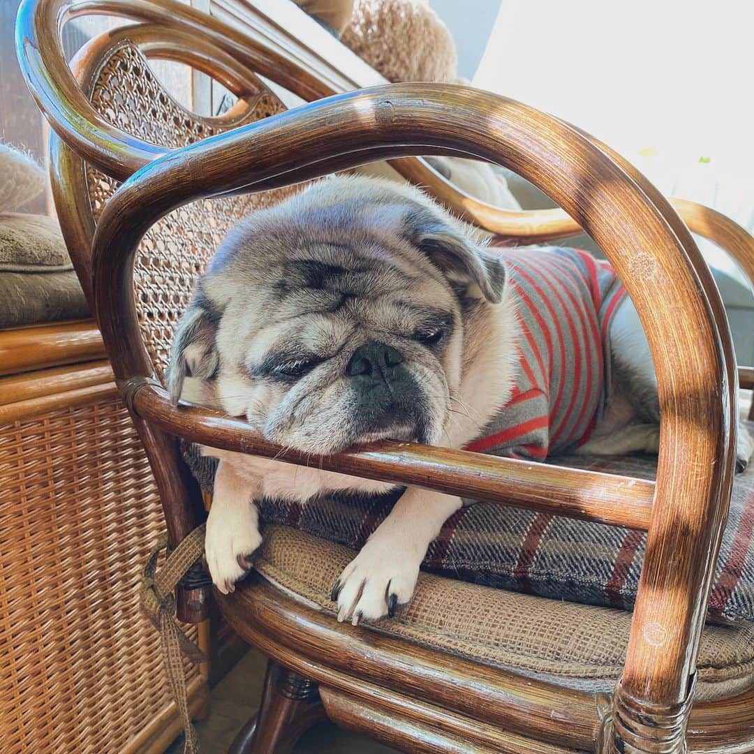 のインスタグラム：「寝ちゃったけど帰りますよ  #pug #ひぐち猫 #ひぐちお茶目」