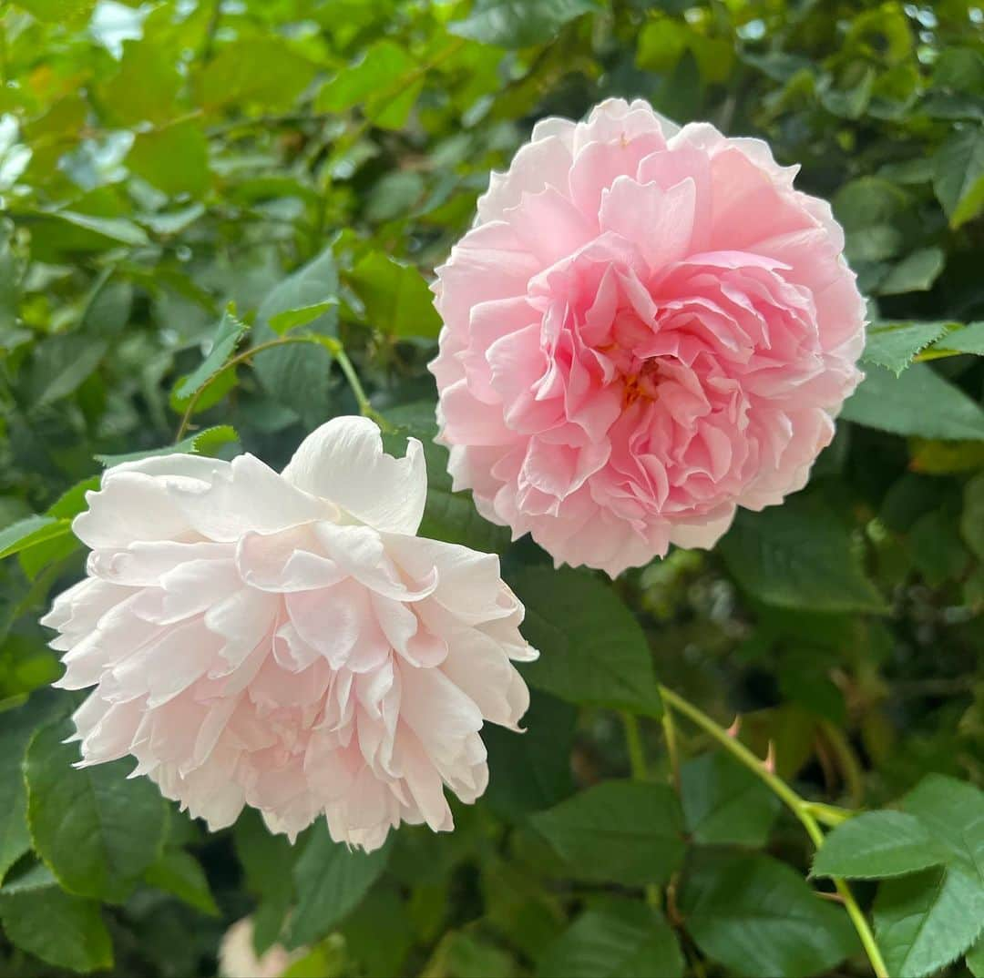 木村多江さんのインスタグラム写真 - (木村多江Instagram)「お仕事で たくさんの 花に 癒してもらいました。  みなさんの 週末  ちょっとでも 癒されるといいなぁ🍵」11月18日 10時47分 - taekimura_official