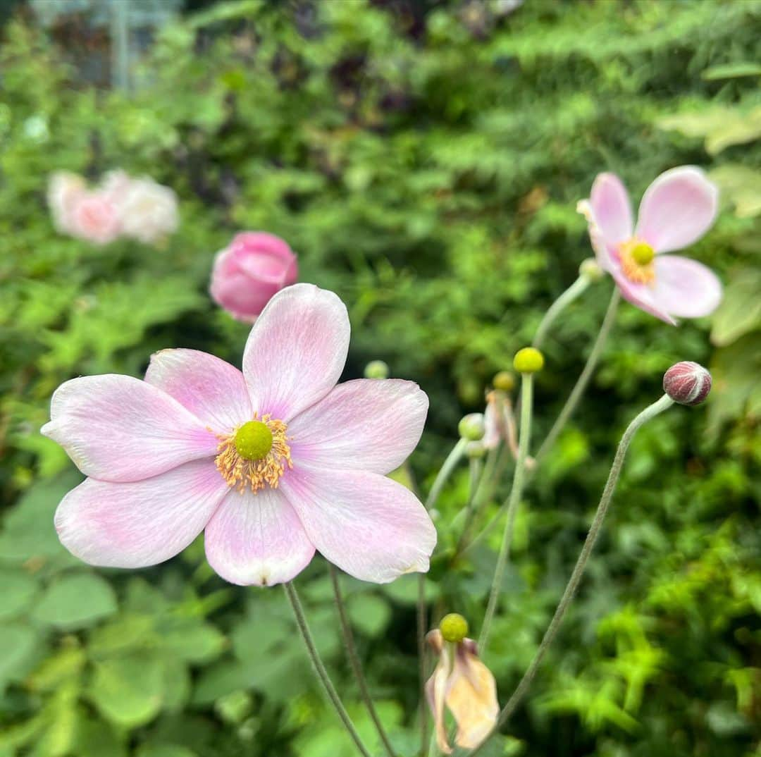 木村多江さんのインスタグラム写真 - (木村多江Instagram)「お仕事で たくさんの 花に 癒してもらいました。  みなさんの 週末  ちょっとでも 癒されるといいなぁ🍵」11月18日 10時47分 - taekimura_official