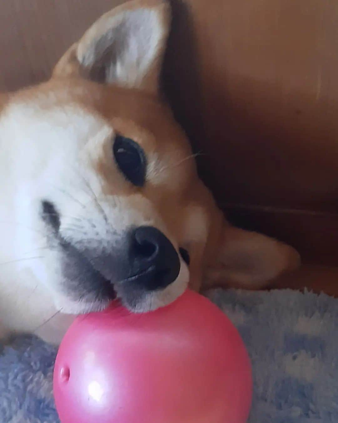 inosemarineのインスタグラム：「大谷翔平選手のサインがあったら顔で消されちゃう　#柴犬」