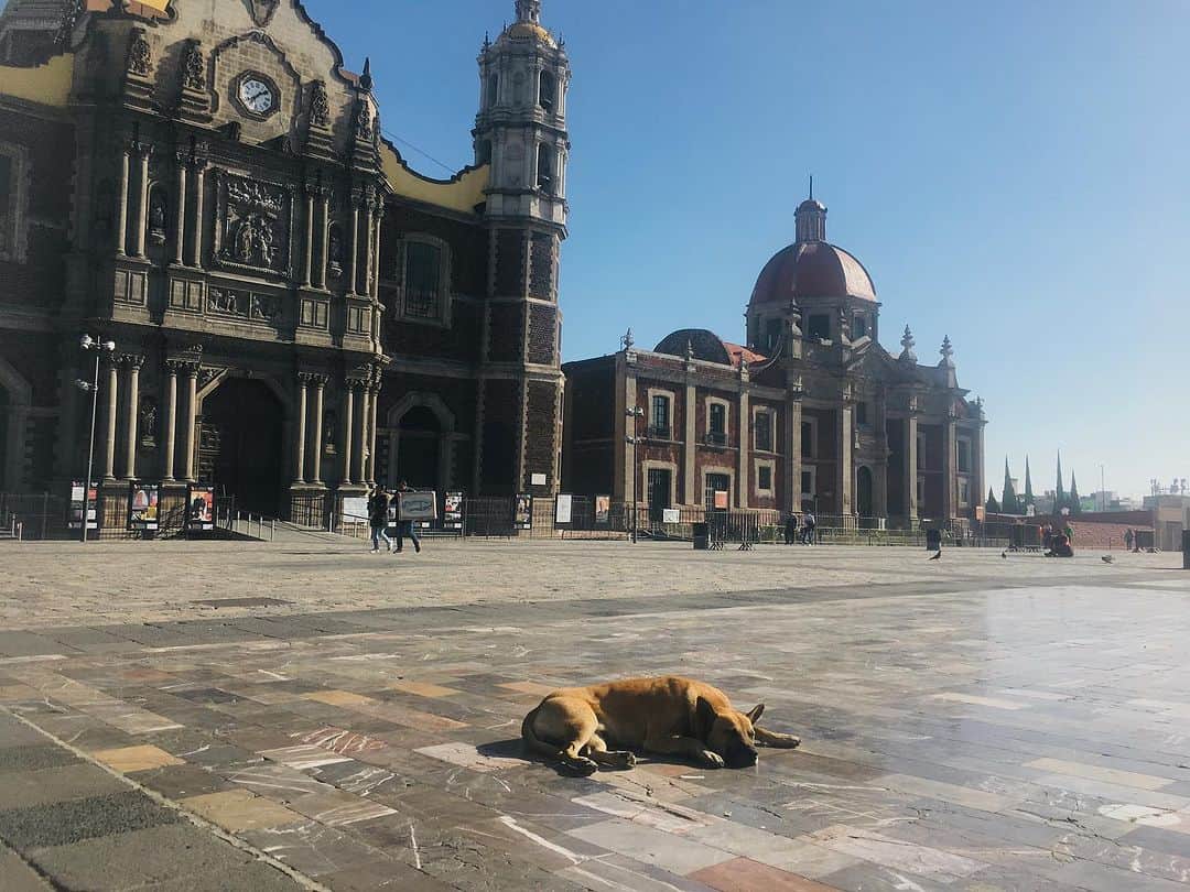 三角みづ紀のインスタグラム：「きょうはグアダルーペ寺院へ。早朝から出かけました。犬さんが寝そべっていた。新聖堂は堂々たる佇まい。エクスボトもしっかり見てきました。 #メキシコ旅行 #グアダルーペ寺院 #詩人 #詩 #エッセイ」