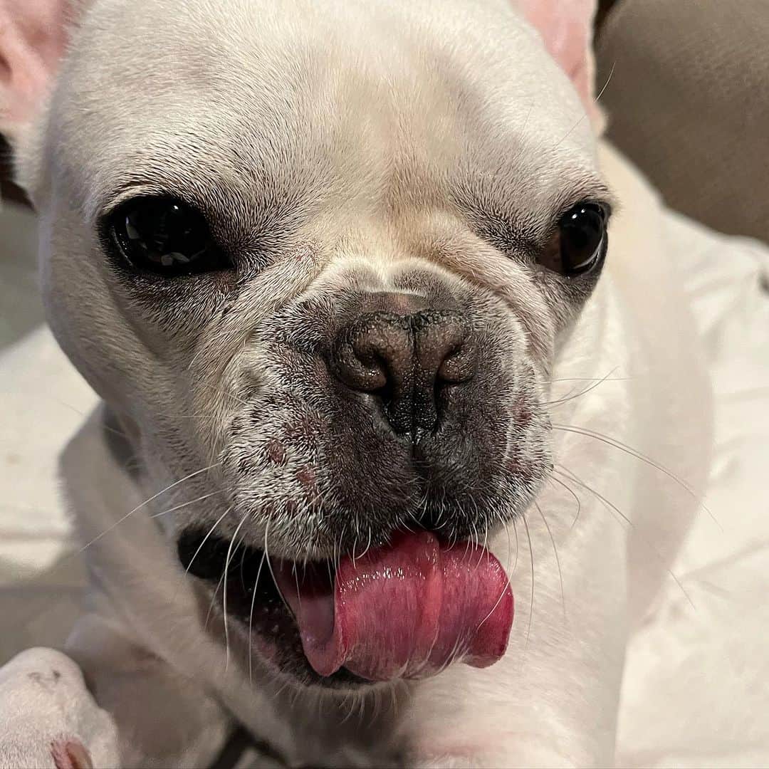 藤田朋子さんのインスタグラム写真 - (藤田朋子Instagram)「愛おしい この子のカレンダー発売中です  #frenchbulldog  #love」11月18日 11時30分 - chiendormant
