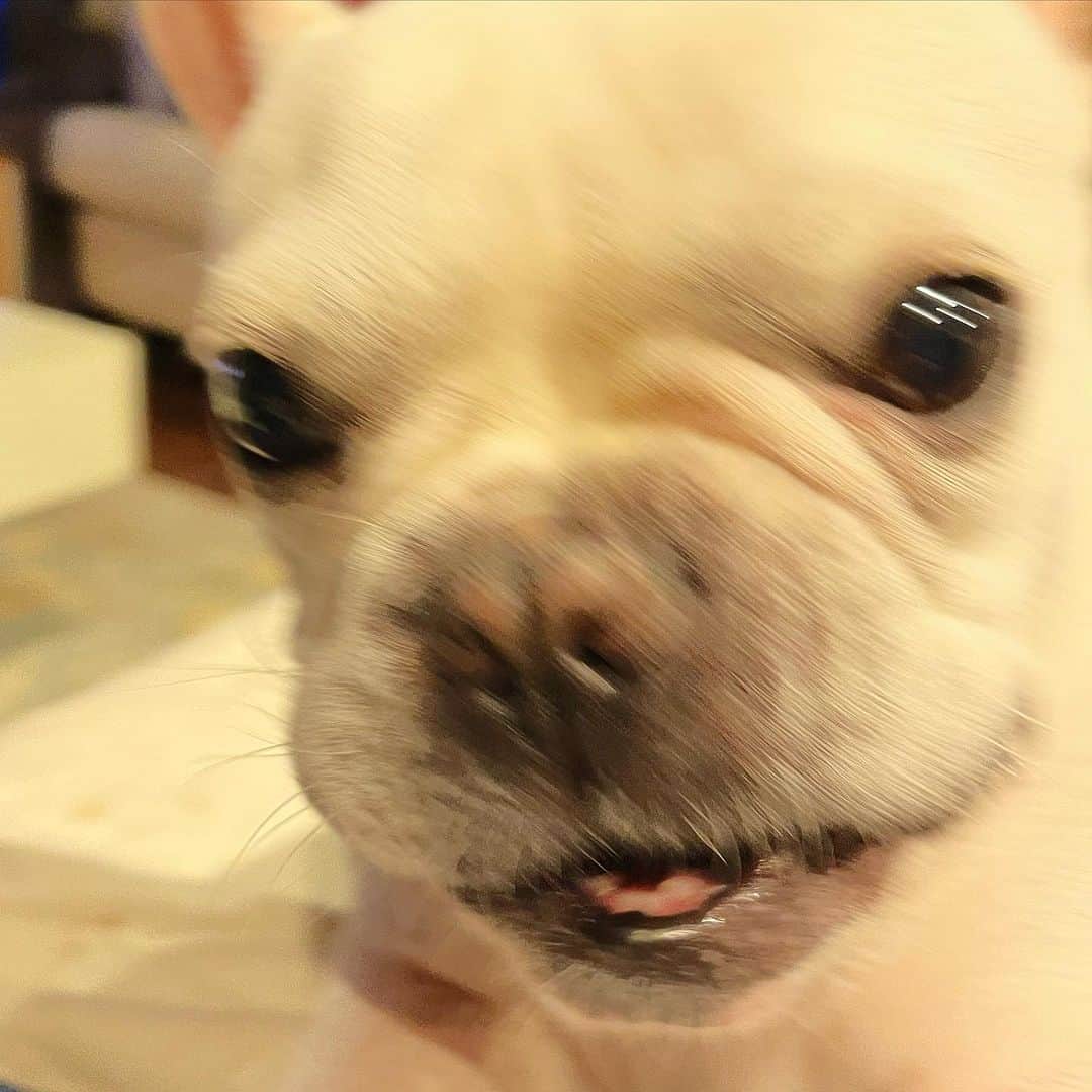 藤田朋子さんのインスタグラム写真 - (藤田朋子Instagram)「愛おしい この子のカレンダー発売中です  #frenchbulldog  #love」11月18日 11時30分 - chiendormant