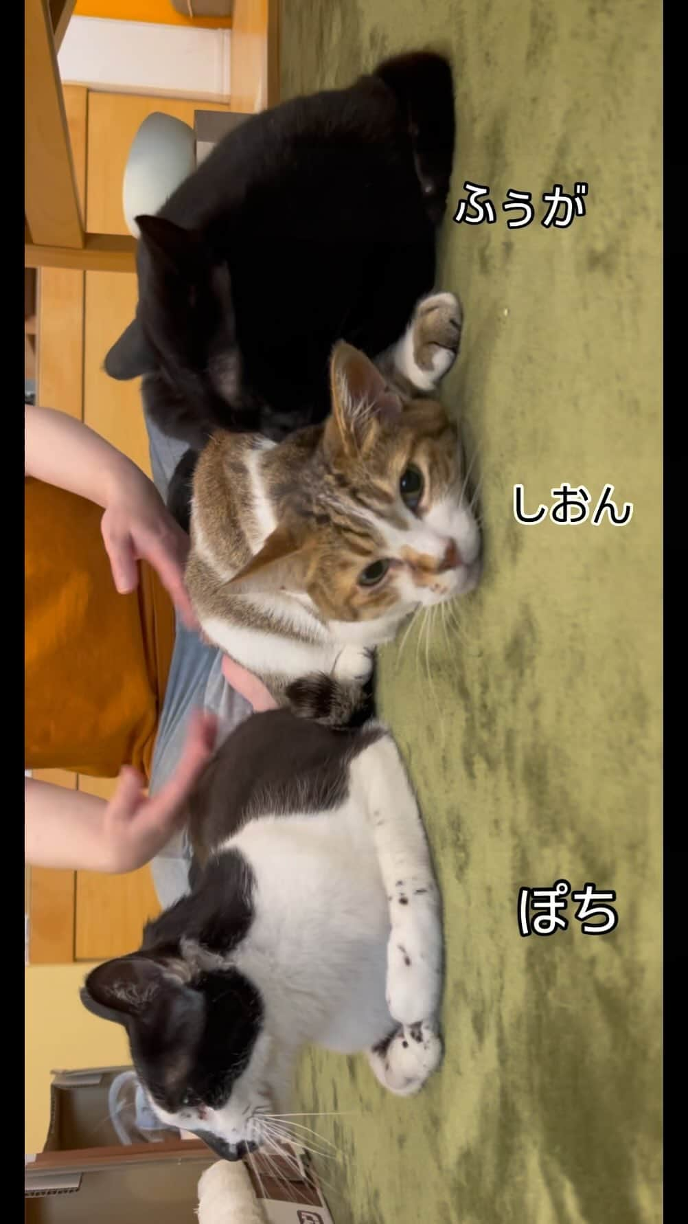 nozomiorideのインスタグラム：「おしりぺんぺん動画  #のぞみさんの保護猫日記  #保護猫#うちの猫 #保護猫と暮らす」