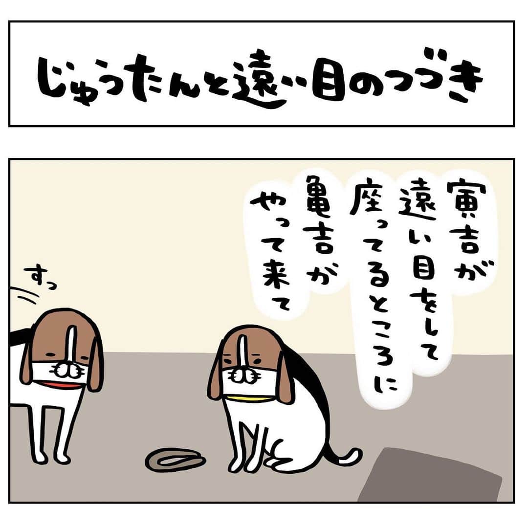 スティーヴン★スピルハンバーグのインスタグラム：「日常4コマーぬと 尻じゅうたんとウロウローぬ  #4コマ#パンダと犬#犬かわいい#犬#ビーグル#スティーヴンスピルハンバーグ」