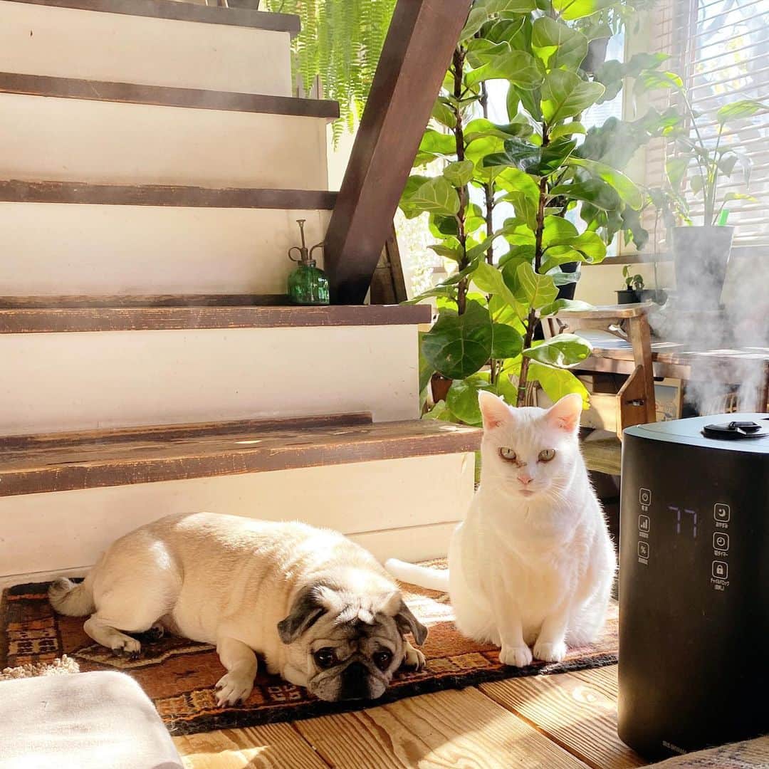 のインスタグラム：「日にゃたぼっこちう  #cat #pug #ひぐち猫 #ひぐちお茶目 #ひぐち福 #福ちゃんとお茶目」