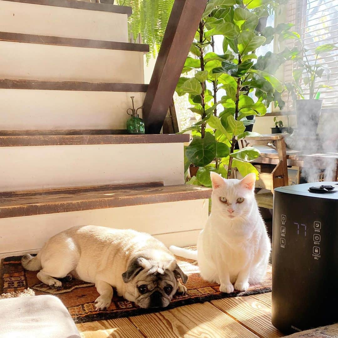 ひぐちにちほのインスタグラム：「日にゃたぼっこちう  #cat #pug #ひぐち猫 #ひぐちお茶目 #ひぐち福 #福ちゃんとお茶目」