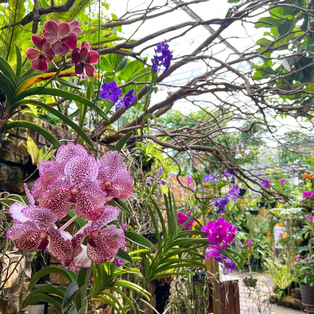 高松いくさんのインスタグラム写真 - (高松いくInstagram)「💐蘭🌷蘭🌻蘭  《美ら海水族館》に行ったなら❗️ それだけで帰らないで‼️  🌺『熱帯ドリームセンター』🪻  動画にも🎥しましたが(YouTubeでも😂)  ２枚目ちょこっと動画(撮影者階段でこけてますが)  終始美しい植物に包まれ  水族館の様に海を中からでは無く 展望台からは、沖縄の海を上から眺められます♪ #熱帯ドリームセンター遠見台   蘭の種類と数の多さに感動しっぱなし🥹 「え？？？」っと3度見するような珍しいものも✨ #熱帯ドリームセンター   深呼吸したくなる場所 上を見たくなる場所 ジャングルを歩くように歩き回れる場所  素晴らしさを言葉で表現できないので体で(ポーズで)表現  💃💐笑  踊りたくなるような熱帯ドリームセンター🌴  #沖縄観光スポット  #沖縄  #歩きたくなる  #観光スポット  #熱帯  #ドリーム  #植物  #花  #美しい  #flowers #okinawa  #美ら海水族館 近く #本部町 #フクギ並木  #備瀬 #備瀬のフクギ並木 近く」11月18日 11時57分 - iku_takamatsu_trip_sup_yoga