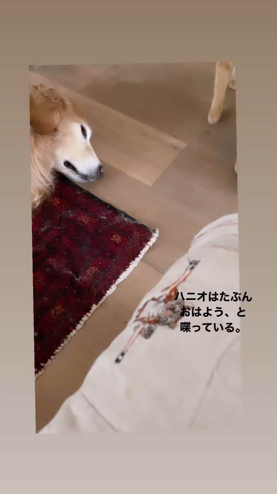 雪、ハニタビ、はちみつ（石田ゆり子）のインスタグラム：「ストーリーズと同じですけど、ほんとはこっちにあげようと思ってた動画。 ハニオ最近はっきり、おはようと言うようになりました。 きっと猫たち犬たちって 口の中の作りが、もうすこし違ってたら 結構たくさん人間の言葉をしゃべれるんだろうなぁ。」