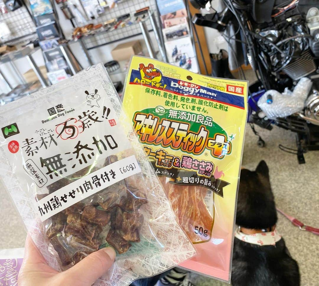 がんちゃんさんのインスタグラム写真 - (がんちゃんInstagram)「カレンダーを買いに来てくれたはな母ちゃん　@kansui.peta 。来店早々おやつの気配を感じたのか自主的にお座りするてんタッキー。もちろん美味しいおやつもらえましたー🙌 しかし座ればもらえると思ってるな😅  ご来店ありがとうございました😊」11月18日 17時46分 - kota2ann