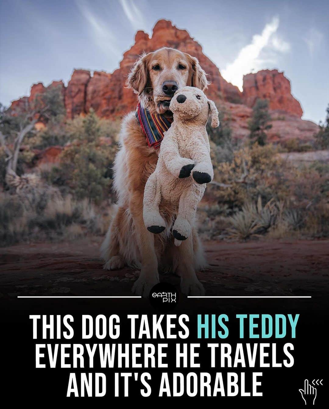 のインスタグラム：「@mycaninelife and her golden retriever, @gumbowithshrimp , the dynamic duo you'll likely encounter on hiking trails or anywhere adventure calls. Gumbo and his plushie look-alike have been inseparable since Hana bought Shrimp from IKEA in 2017. Shrimp quickly became Gumbo's best friend 🐾   📷: @mycaninelife \ @gumbowithshrimp」