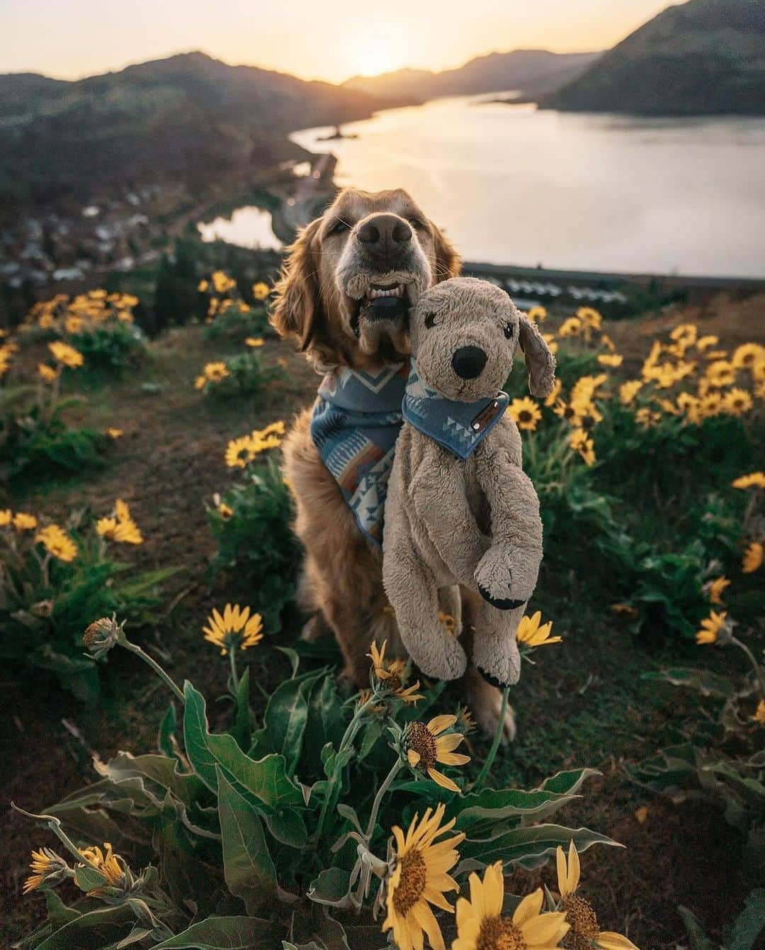 Earth Picsさんのインスタグラム写真 - (Earth PicsInstagram)「@mycaninelife and her golden retriever, @gumbowithshrimp , the dynamic duo you'll likely encounter on hiking trails or anywhere adventure calls. Gumbo and his plushie look-alike have been inseparable since Hana bought Shrimp from IKEA in 2017. Shrimp quickly became Gumbo's best friend 🐾   📷: @mycaninelife \ @gumbowithshrimp」11月18日 12時43分 - earthpix