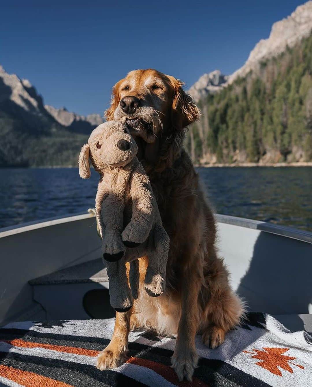 Earth Picsさんのインスタグラム写真 - (Earth PicsInstagram)「@mycaninelife and her golden retriever, @gumbowithshrimp , the dynamic duo you'll likely encounter on hiking trails or anywhere adventure calls. Gumbo and his plushie look-alike have been inseparable since Hana bought Shrimp from IKEA in 2017. Shrimp quickly became Gumbo's best friend 🐾   📷: @mycaninelife \ @gumbowithshrimp」11月18日 12時43分 - earthpix