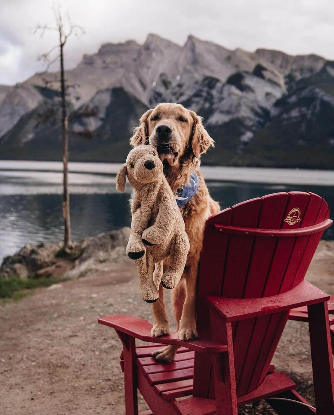 Earth Picsさんのインスタグラム写真 - (Earth PicsInstagram)「@mycaninelife and her golden retriever, @gumbowithshrimp , the dynamic duo you'll likely encounter on hiking trails or anywhere adventure calls. Gumbo and his plushie look-alike have been inseparable since Hana bought Shrimp from IKEA in 2017. Shrimp quickly became Gumbo's best friend 🐾   📷: @mycaninelife \ @gumbowithshrimp」11月18日 12時43分 - earthpix